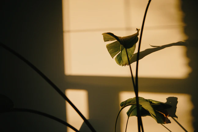 Shadows of leaves cast on a wall.