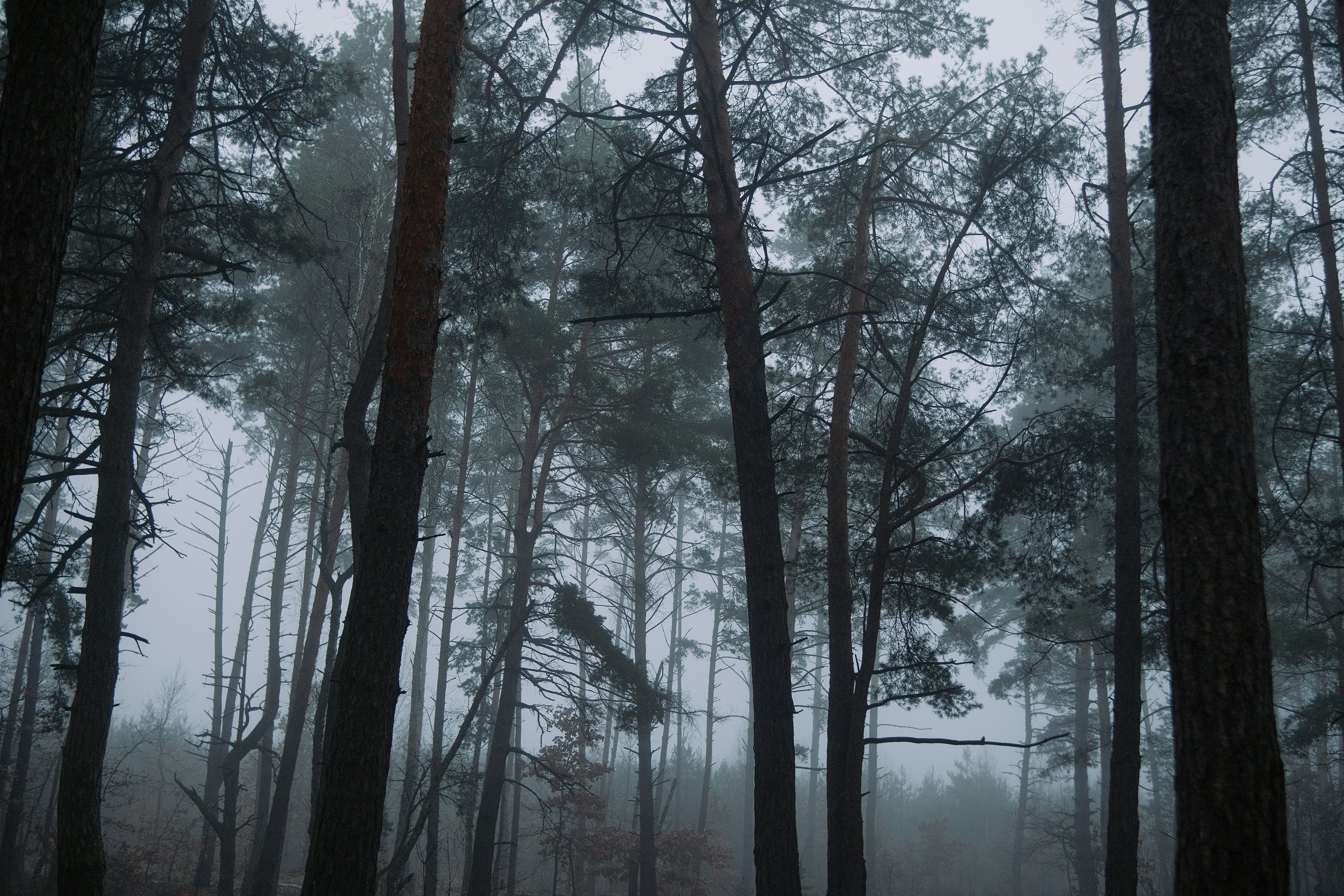 Alti pini in una foresta nebbiosa