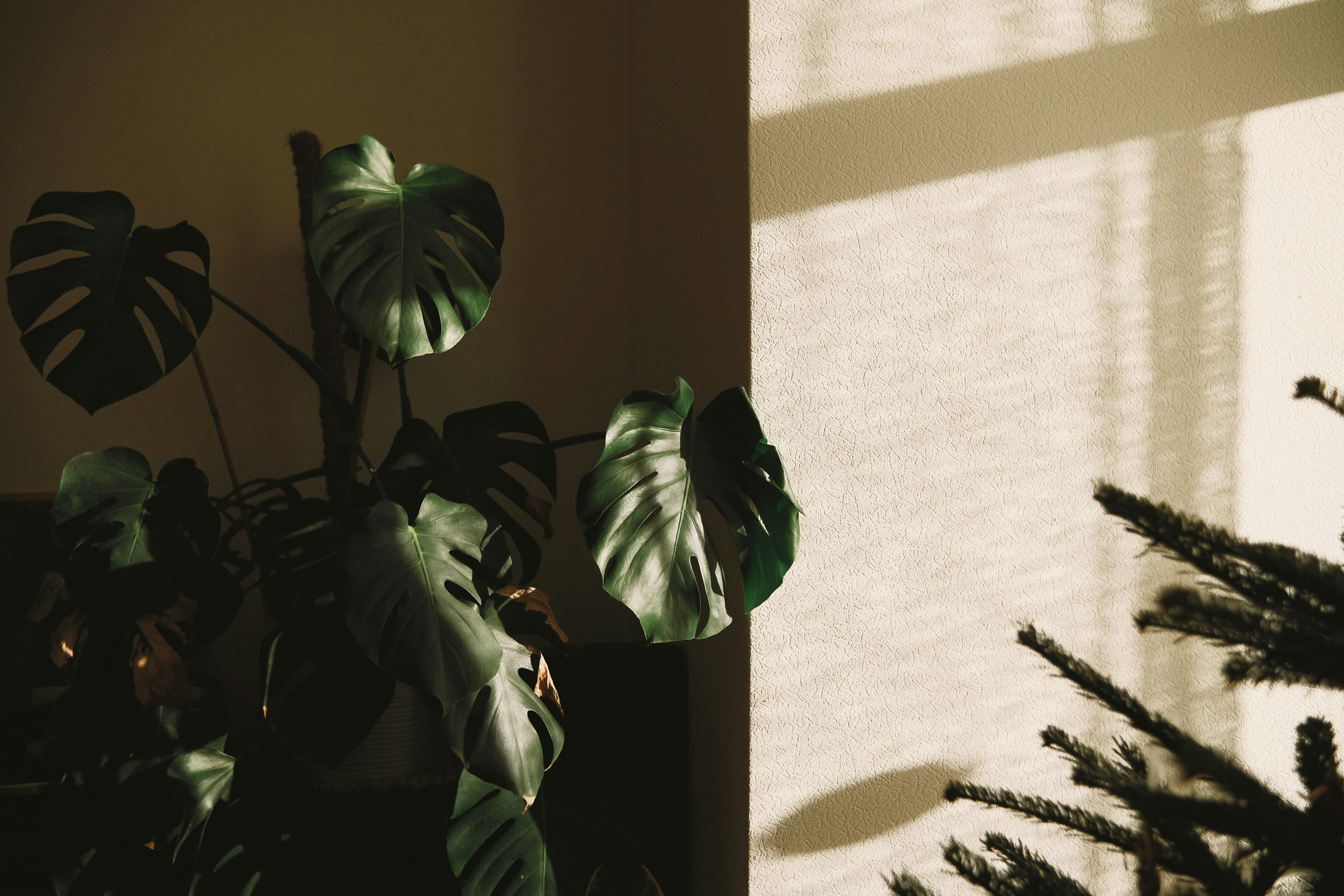 Le foglie della pianta monstera alla luce screziata vicino a una finestra.
