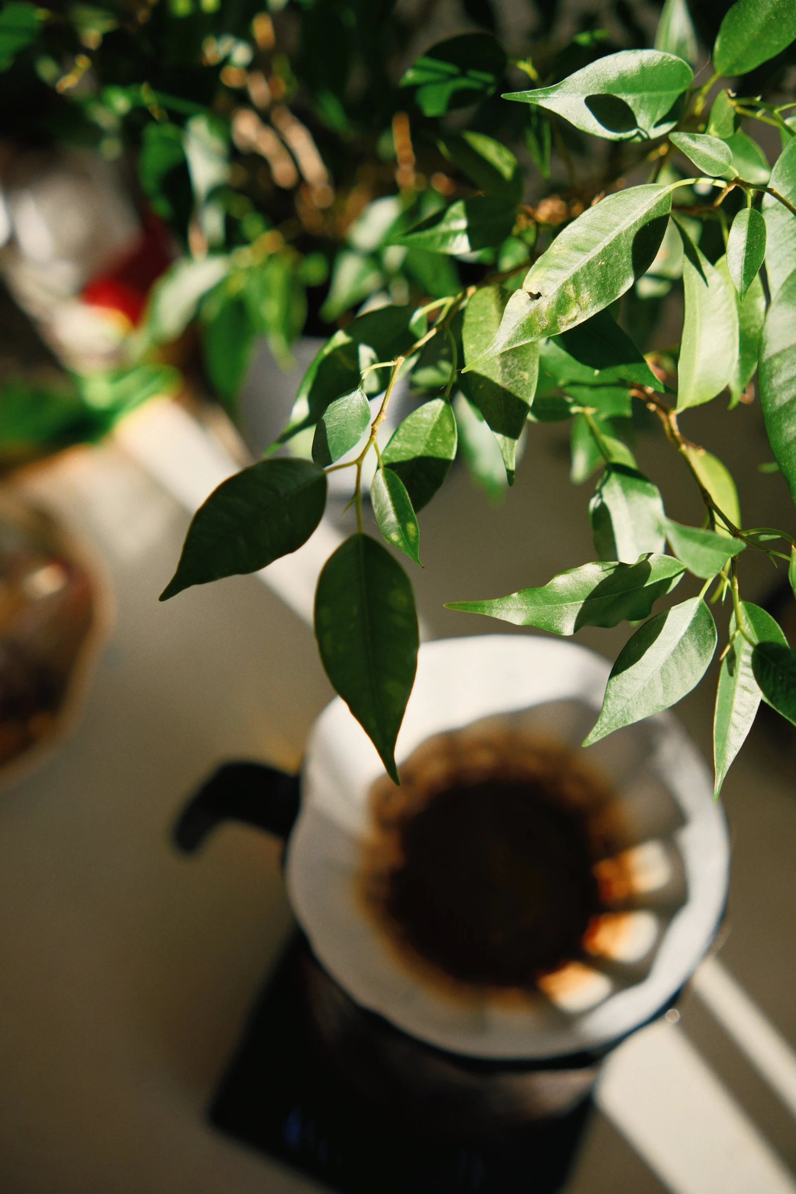 Pour-over coffee prepared in bright natural light