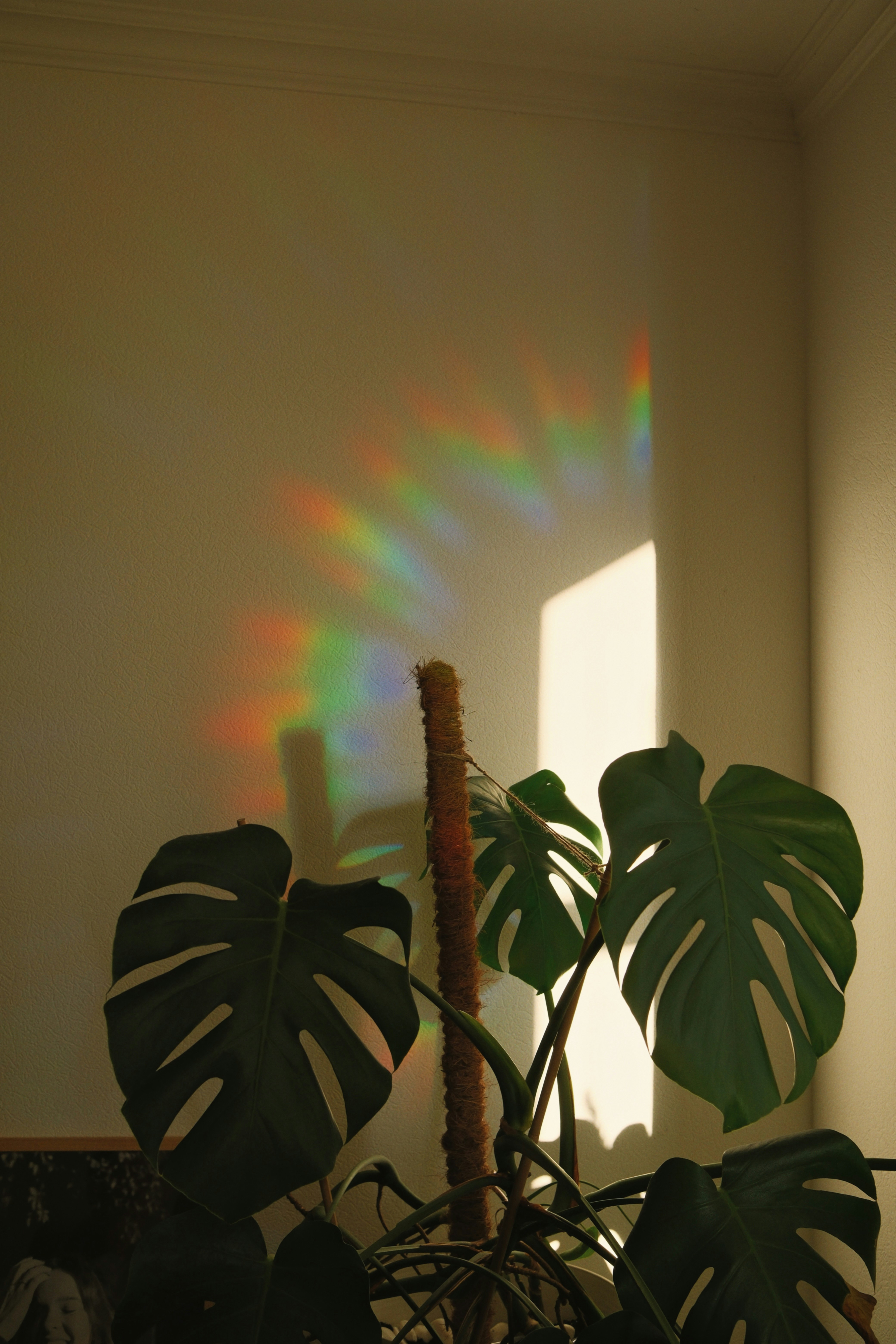 Indoor plant styling with warm natural light