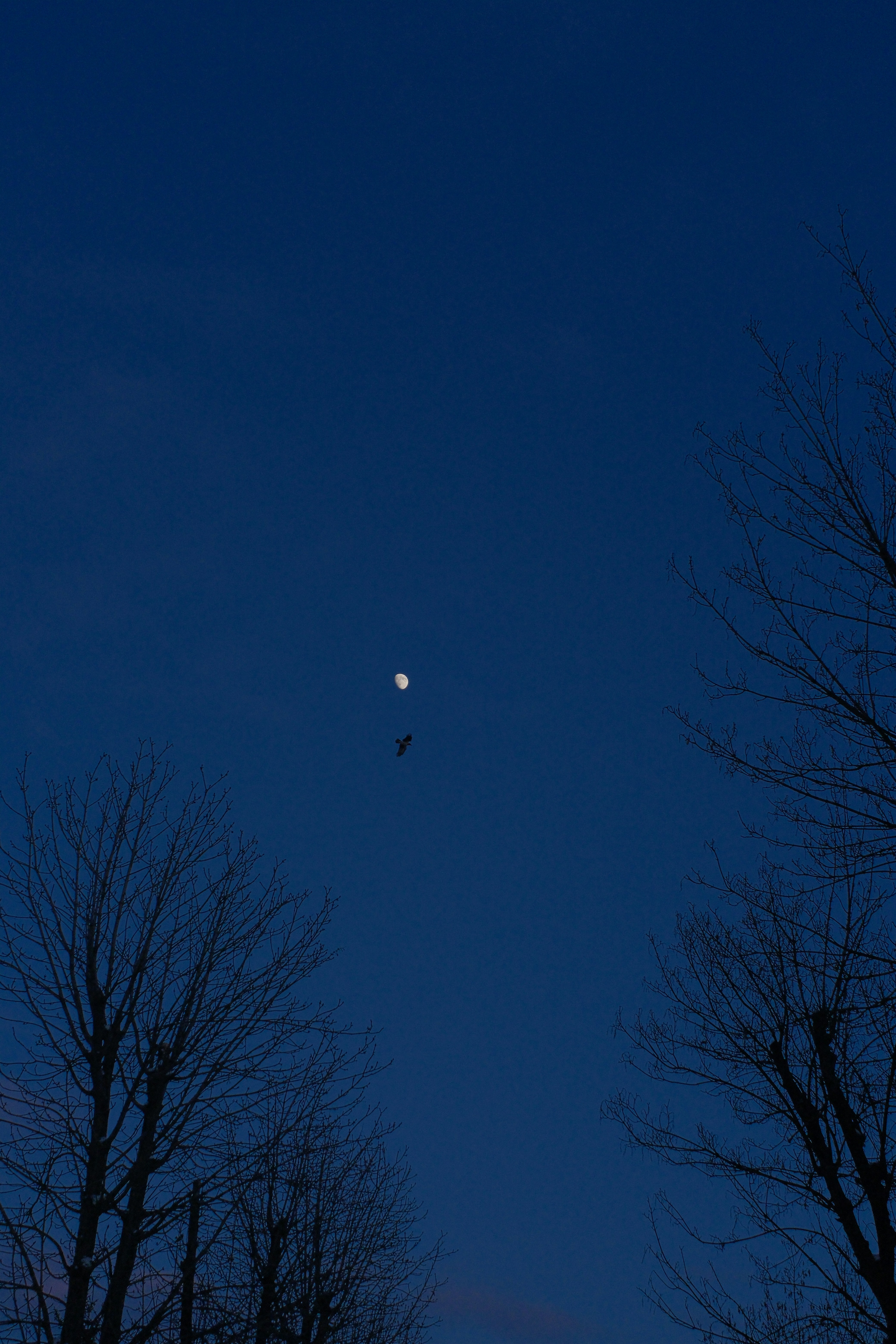 Luna e uccello in un cielo blu scuro