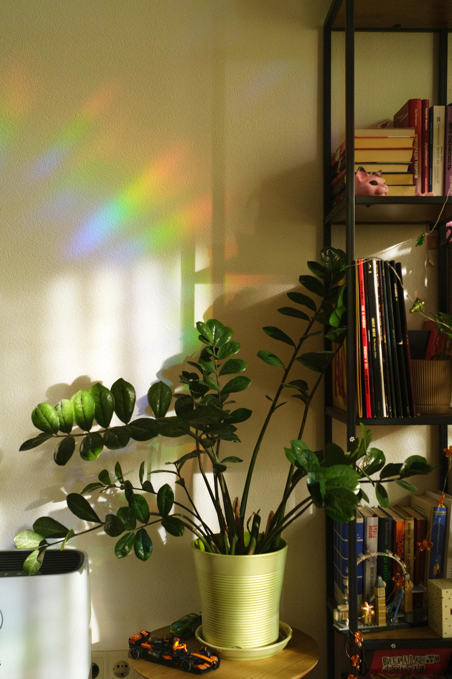 A leafy houseplant by a bookshelf with rainbow light falling on the wall