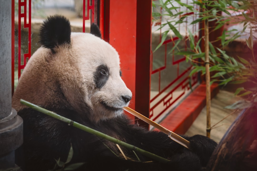 Giant panda relaxing with bamboo