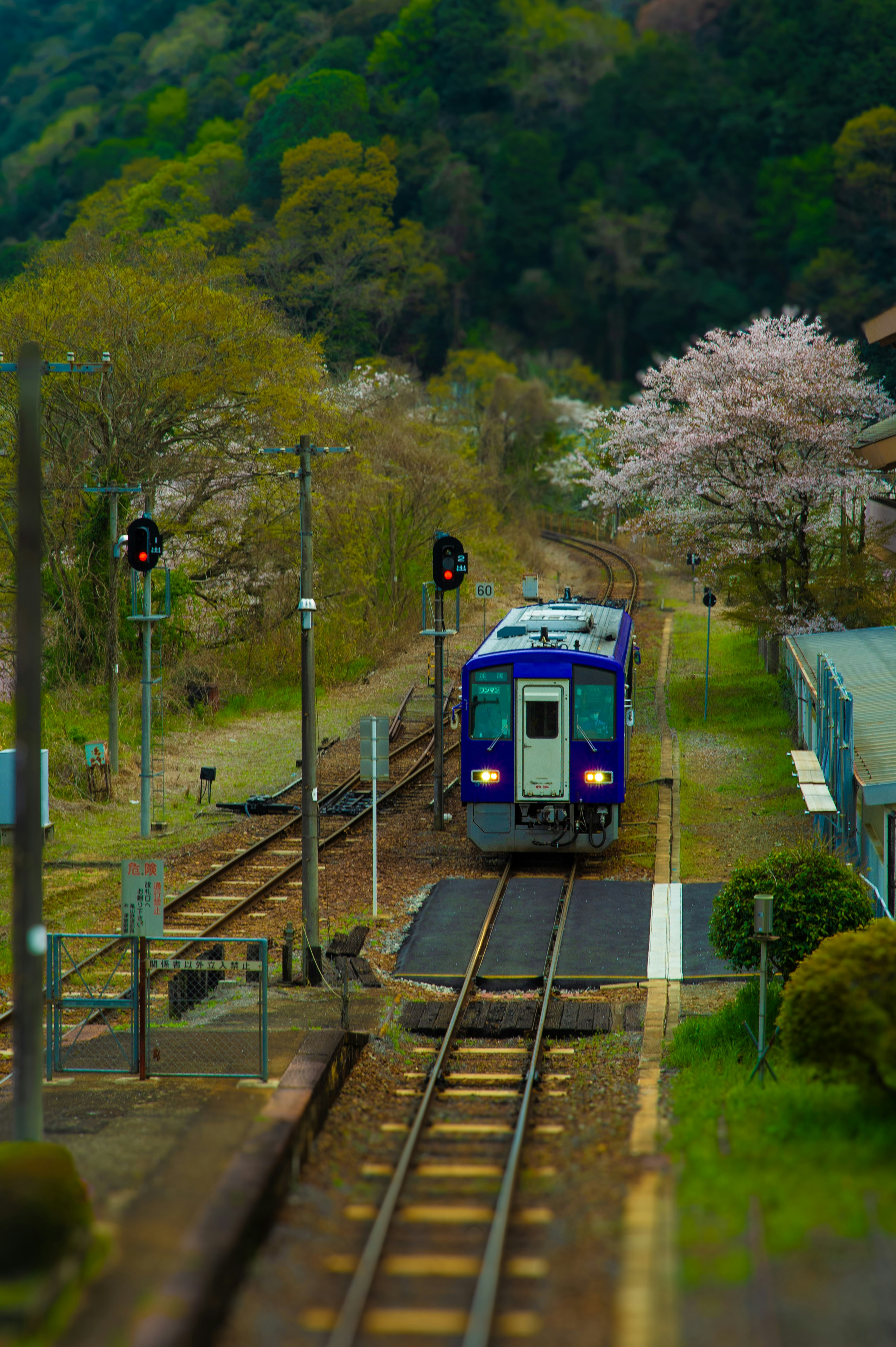A blue train at a station with cherry blossoms.