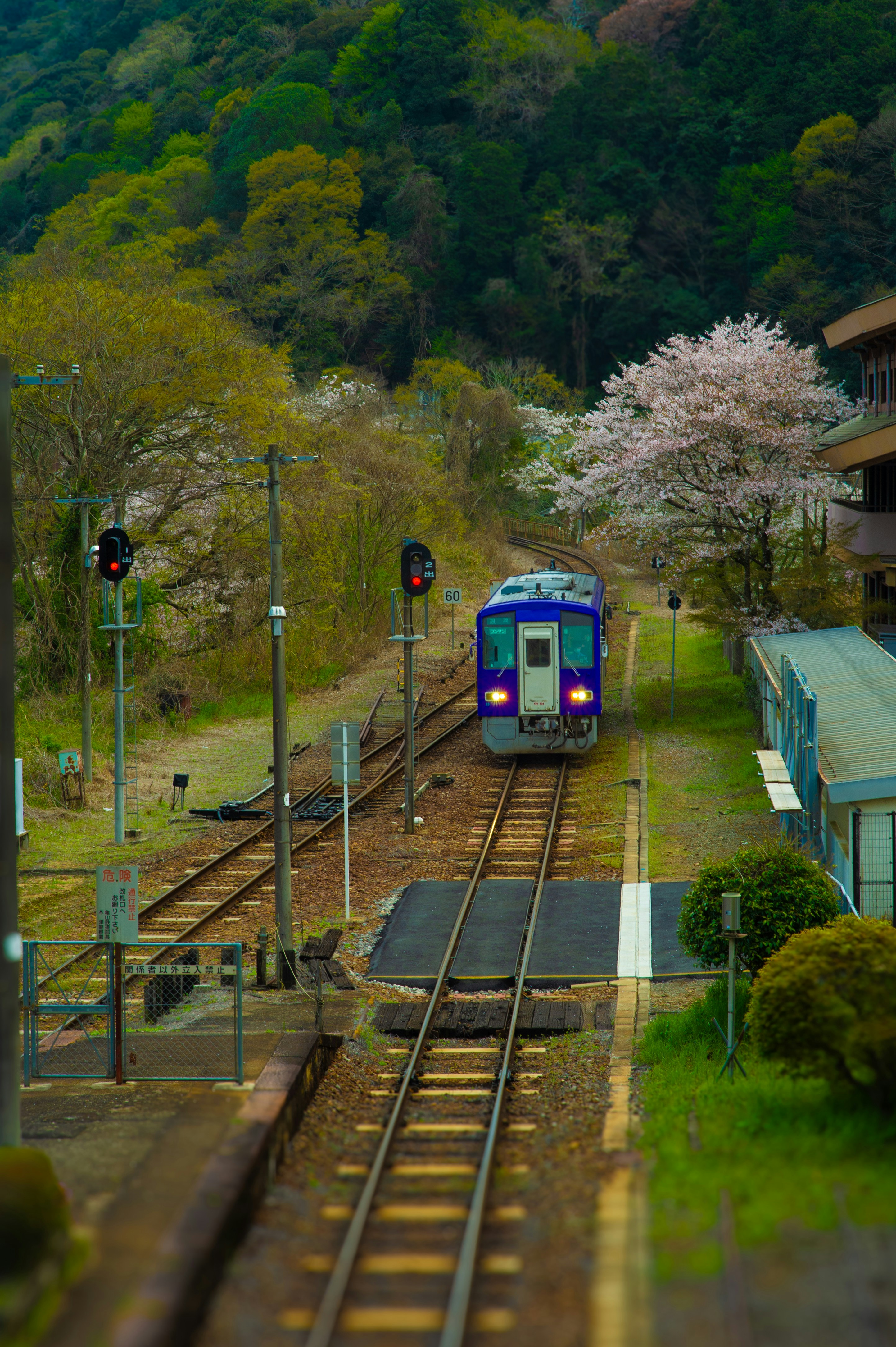 Blue train on tracks surrounded by trees and blossoms