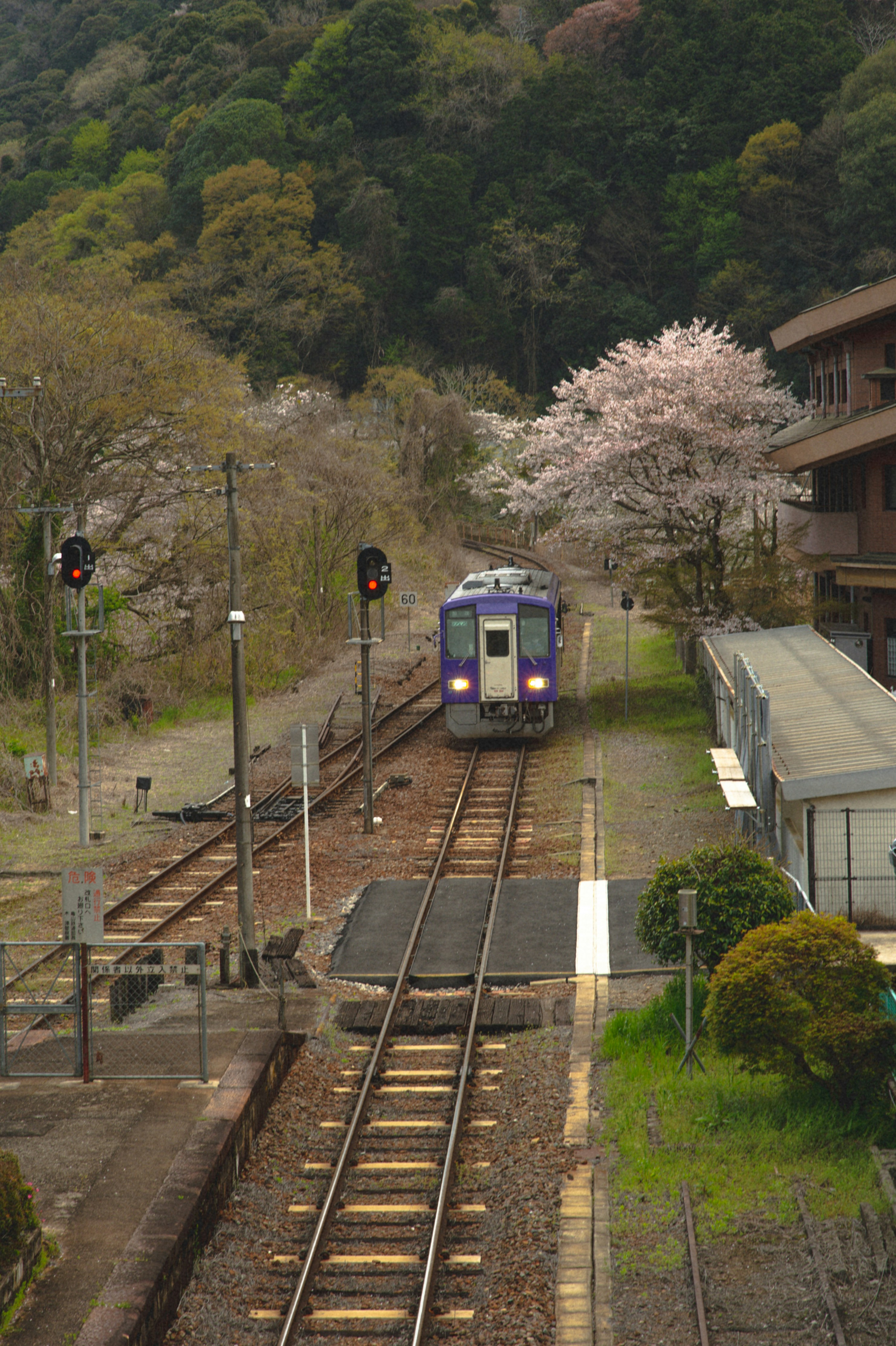 A purple train approaches a station with cherry blossoms.
