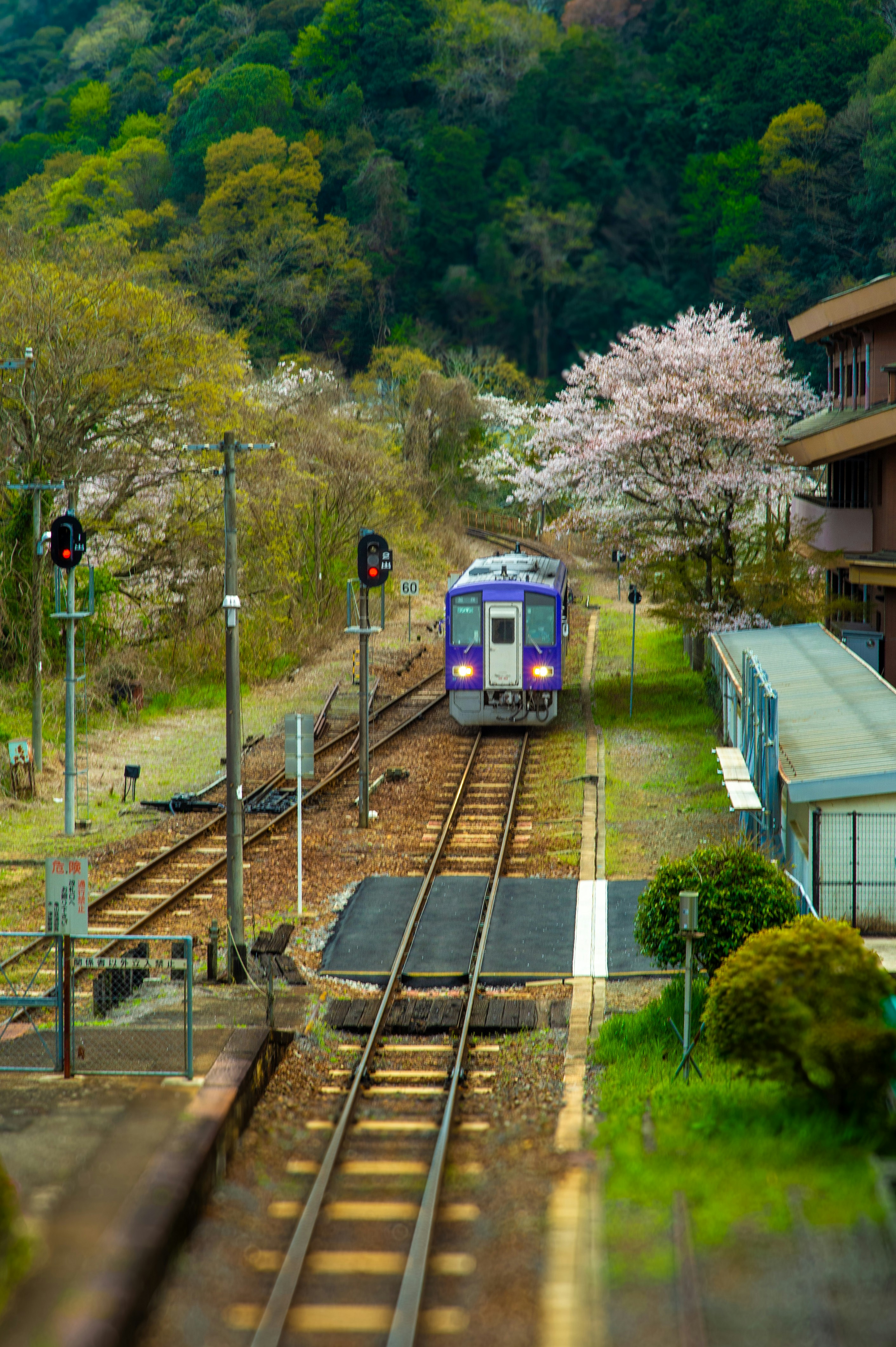 Purple train approaching a station with cherry blossoms.