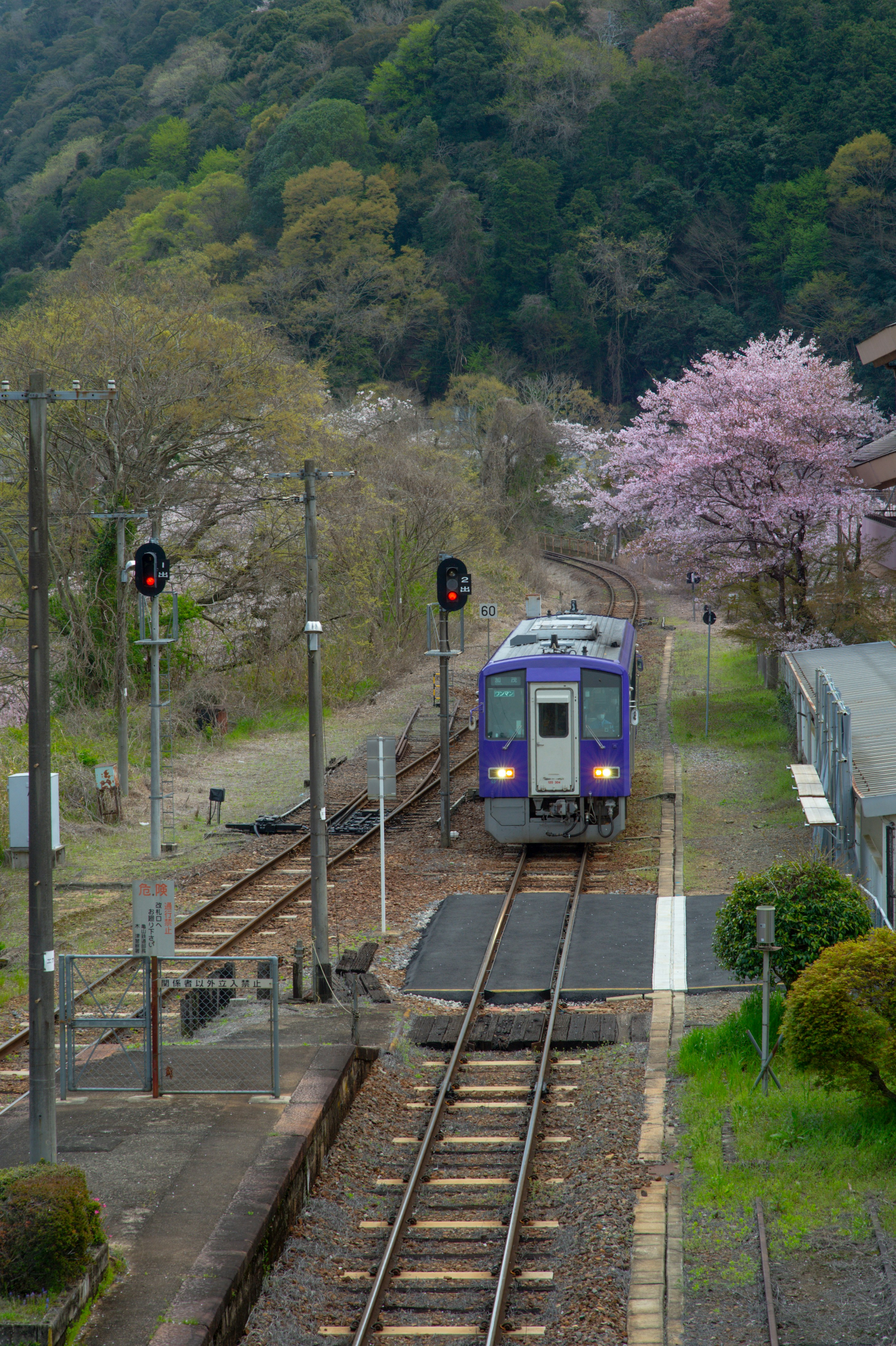A purple train at a station with cherry blossoms.