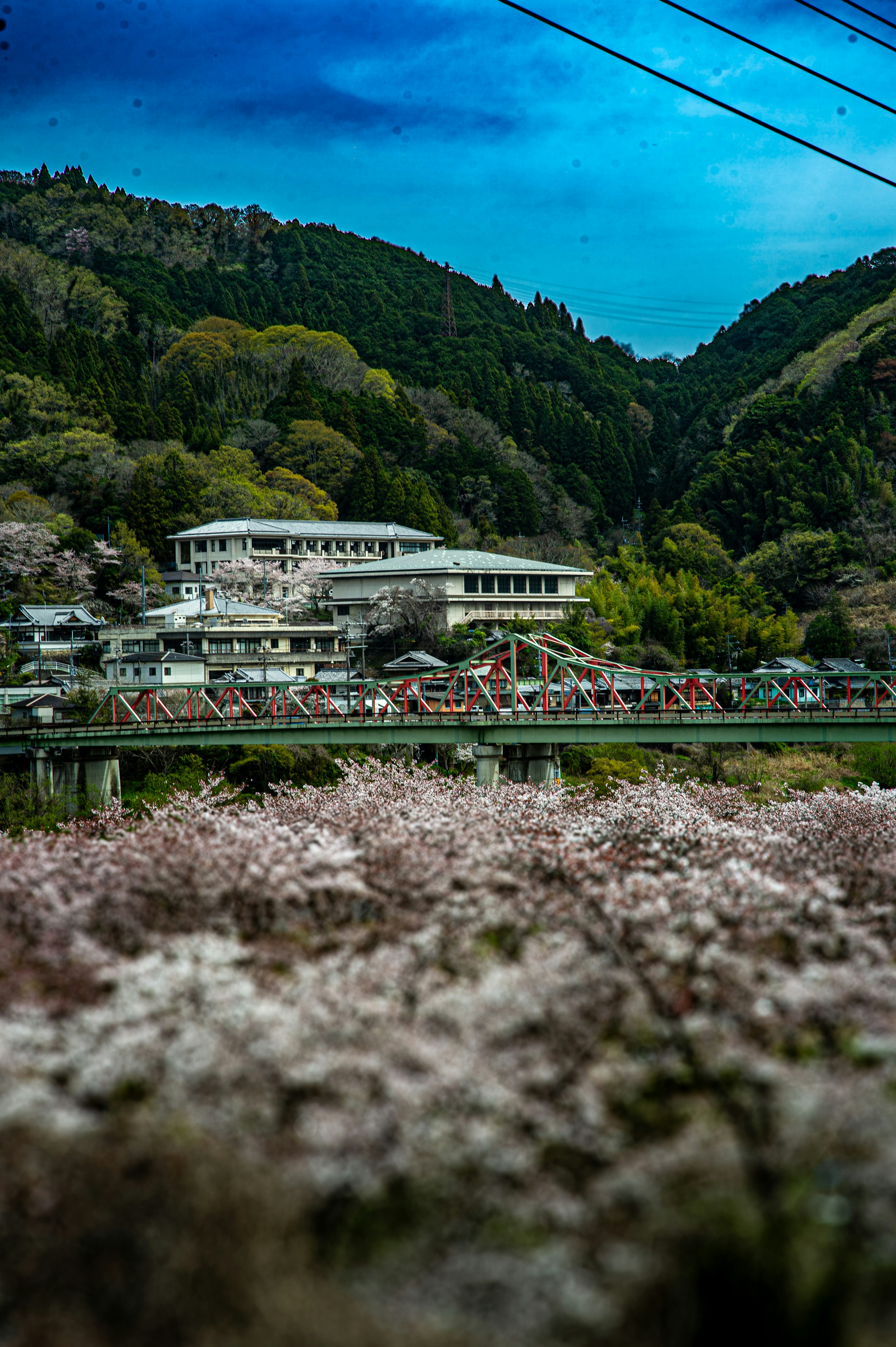 Cherry blossoms frame a bridge and buildings in a valley.