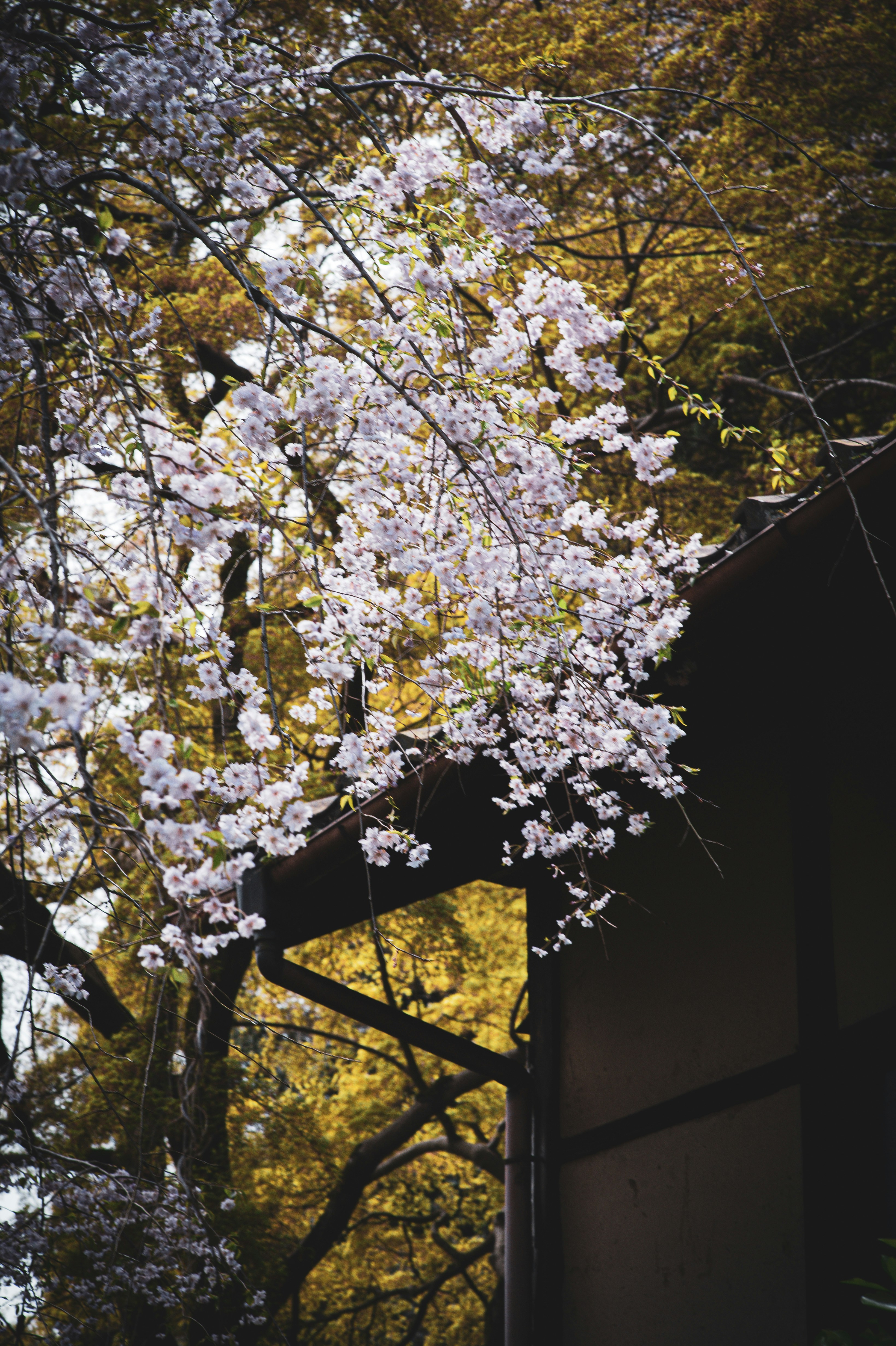 Cherry blossoms hang over a traditional japanese building.