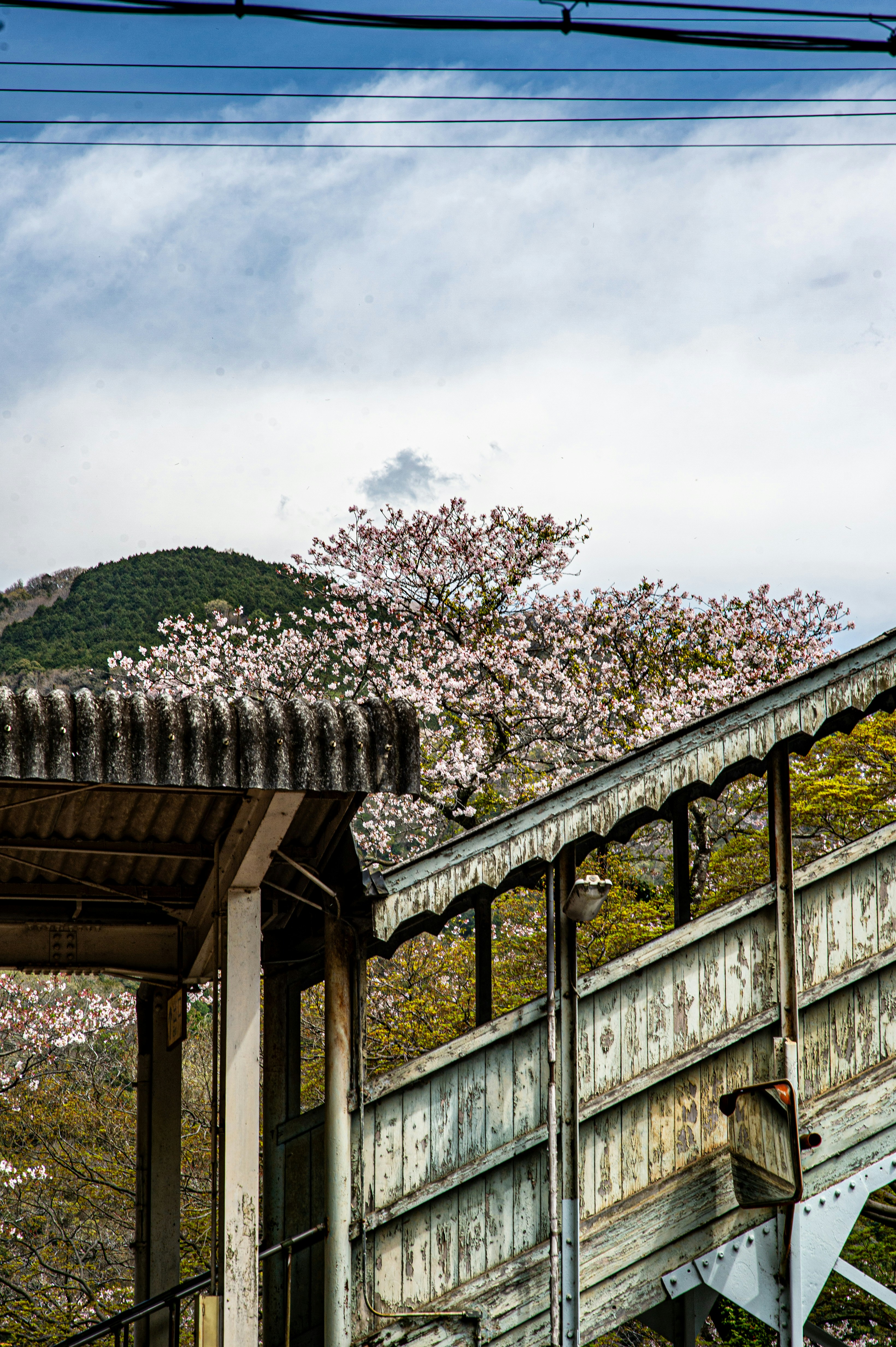 Cherry blossoms bloom near an old train station