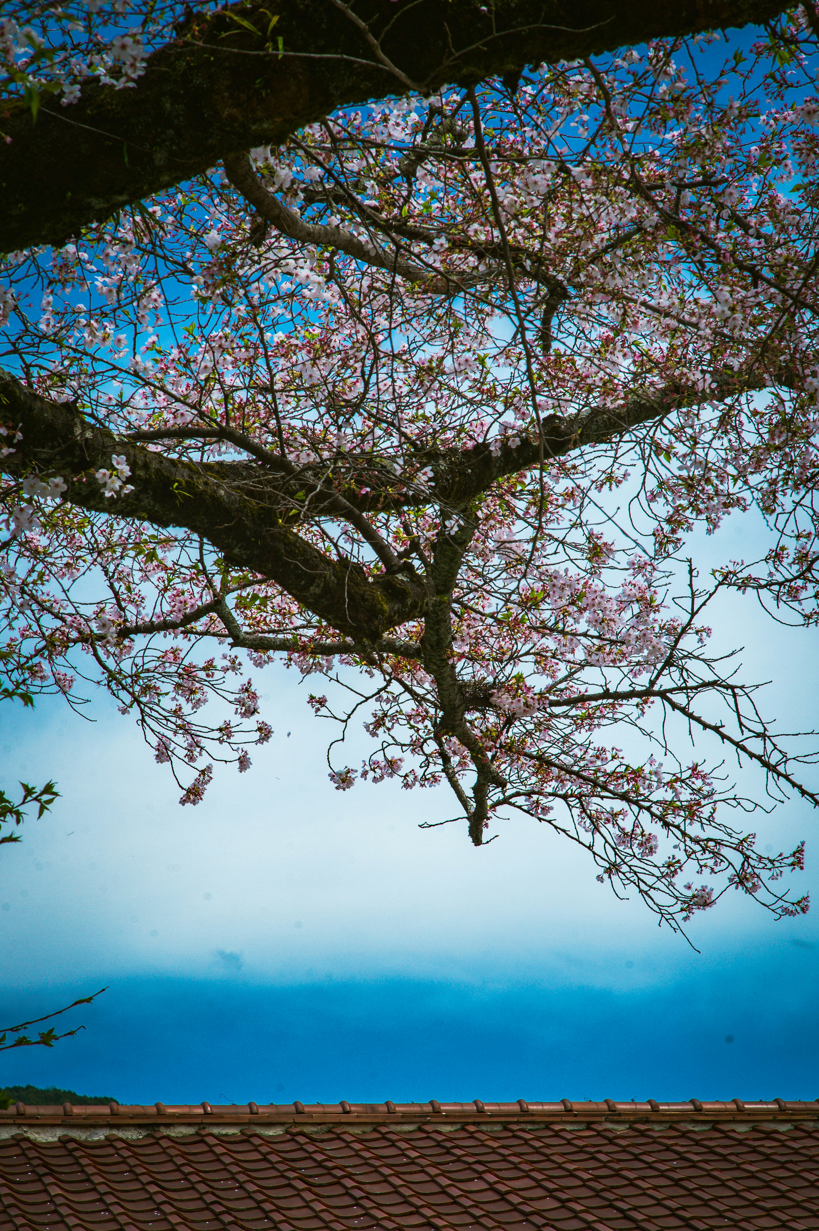 Cherry blossoms bloom against a bright blue sky.