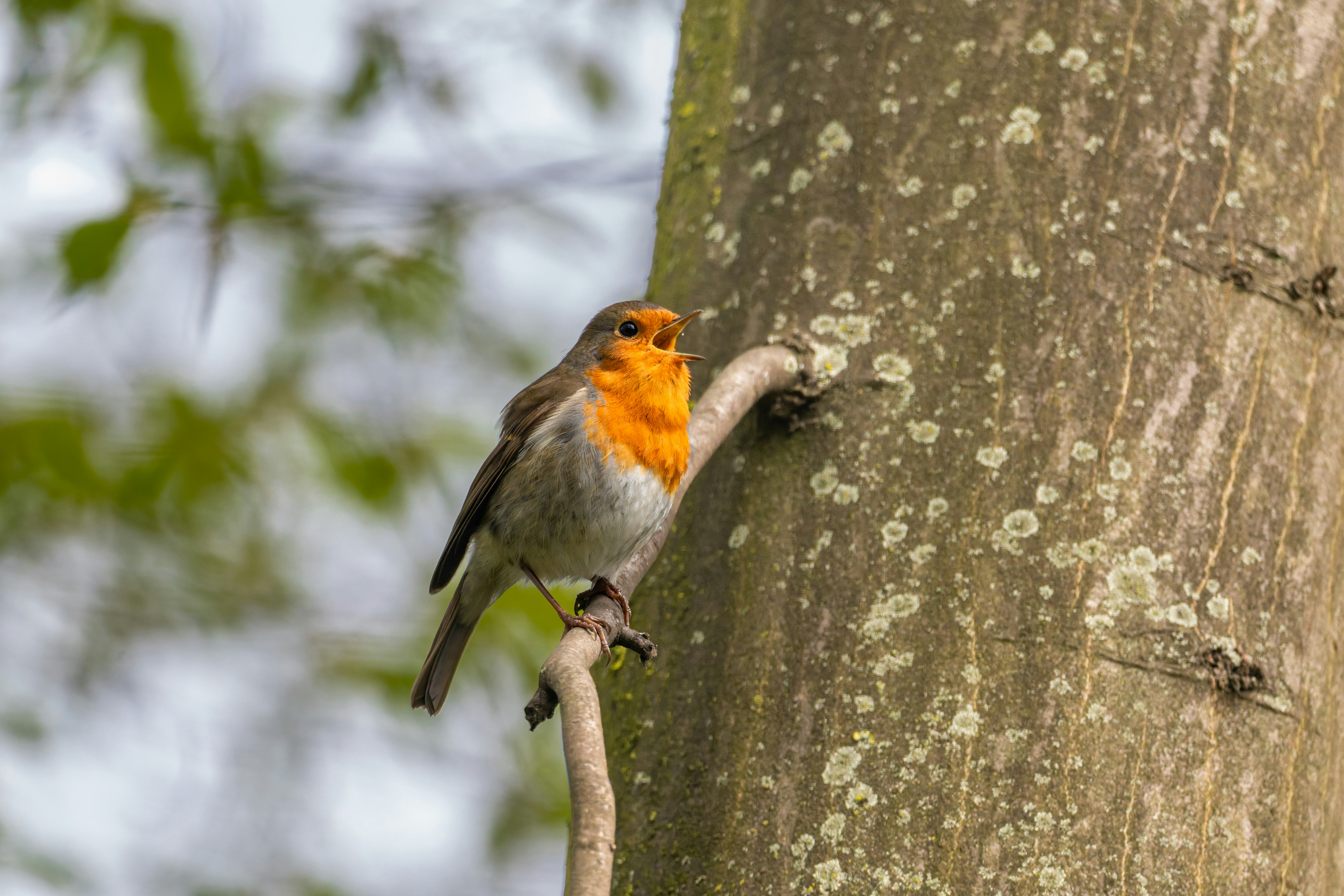 Ein Rotkehlchen sitzt auf einem Ast im Wald.
