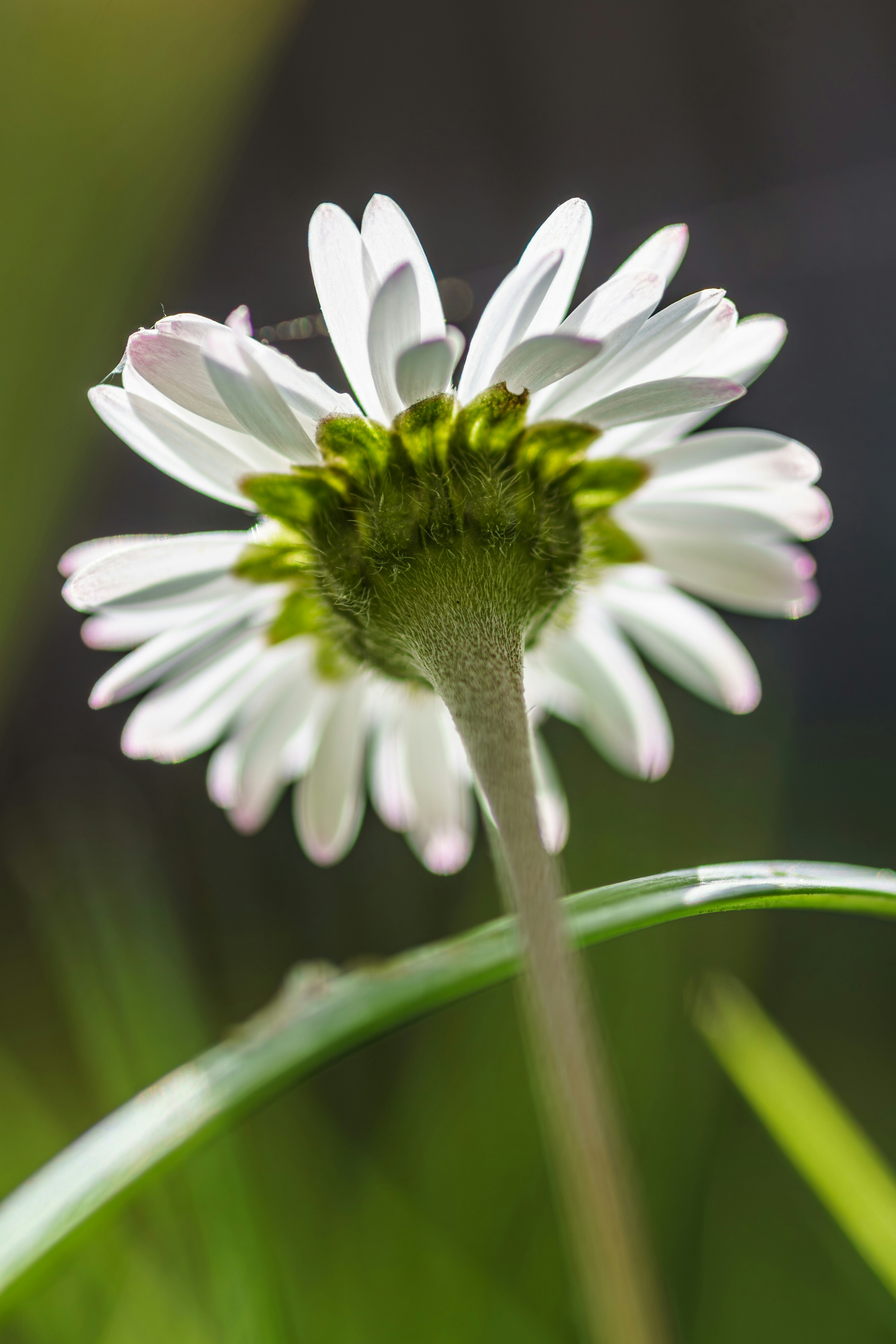 Eine Gänseblümchenblume, von unten mit Gegenlicht gesehen