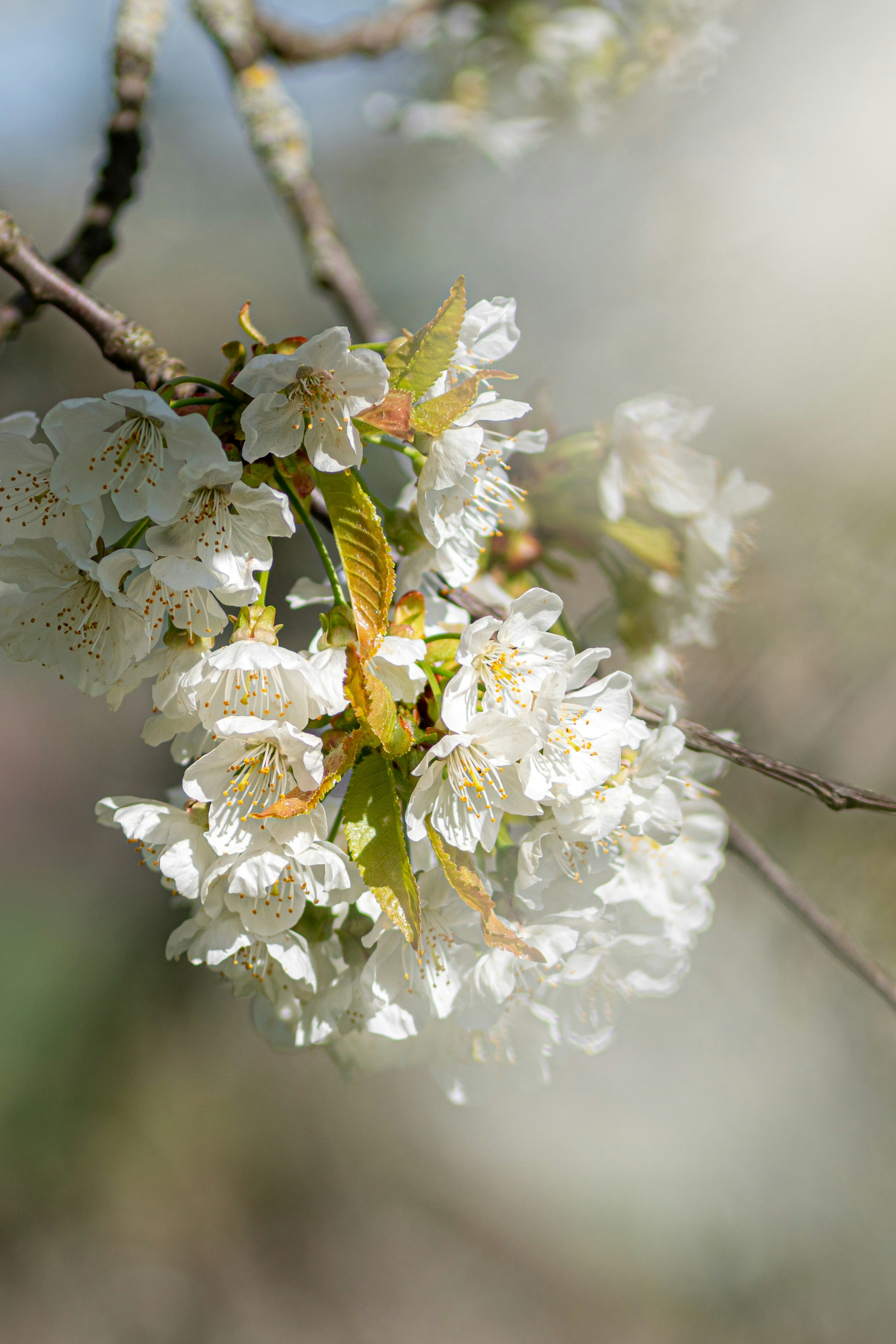 Zarte weiße Kirschblüten blühen auf einem Ast.