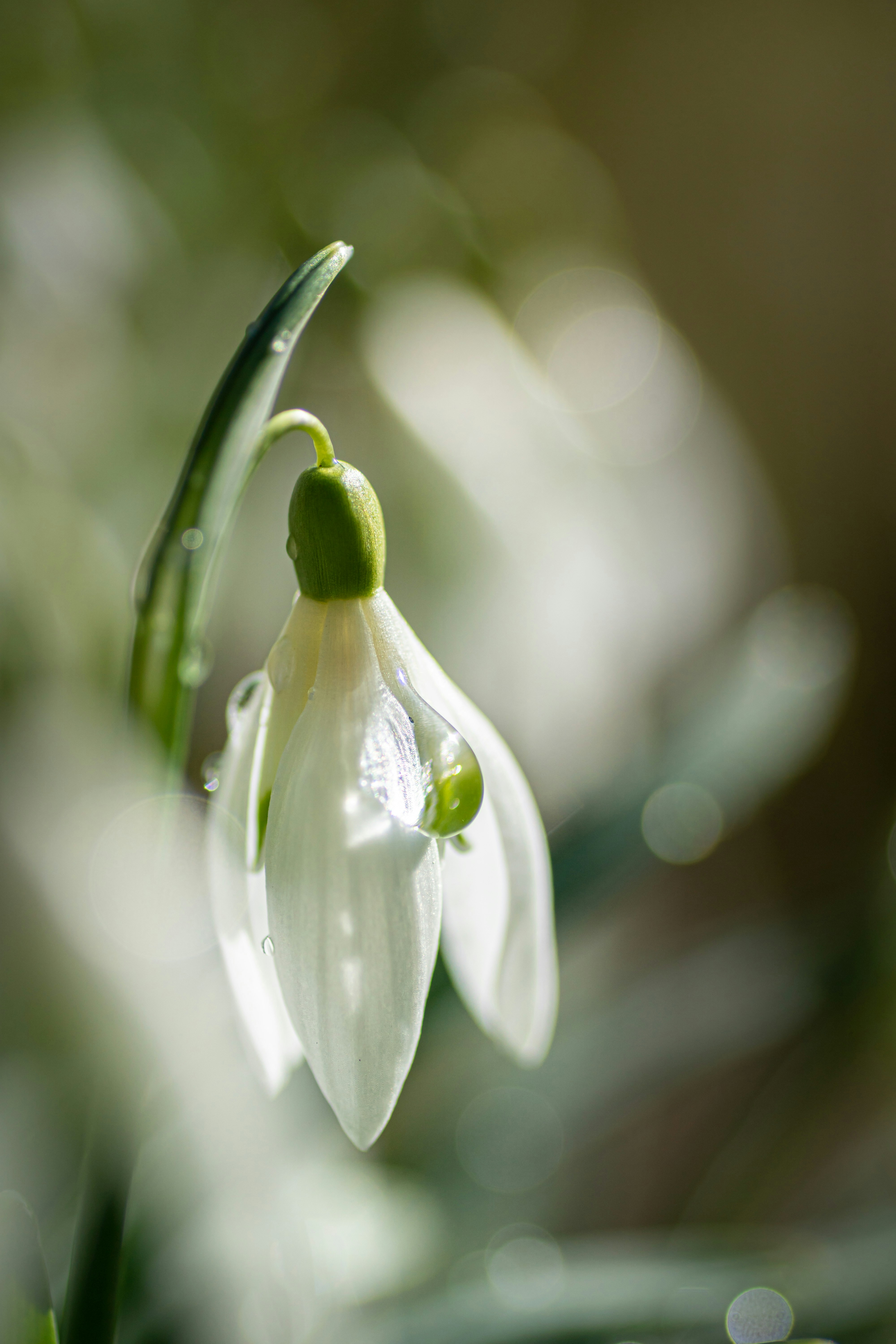 Eine zarte Schneeglöckchenblume mit Wassertropfen.