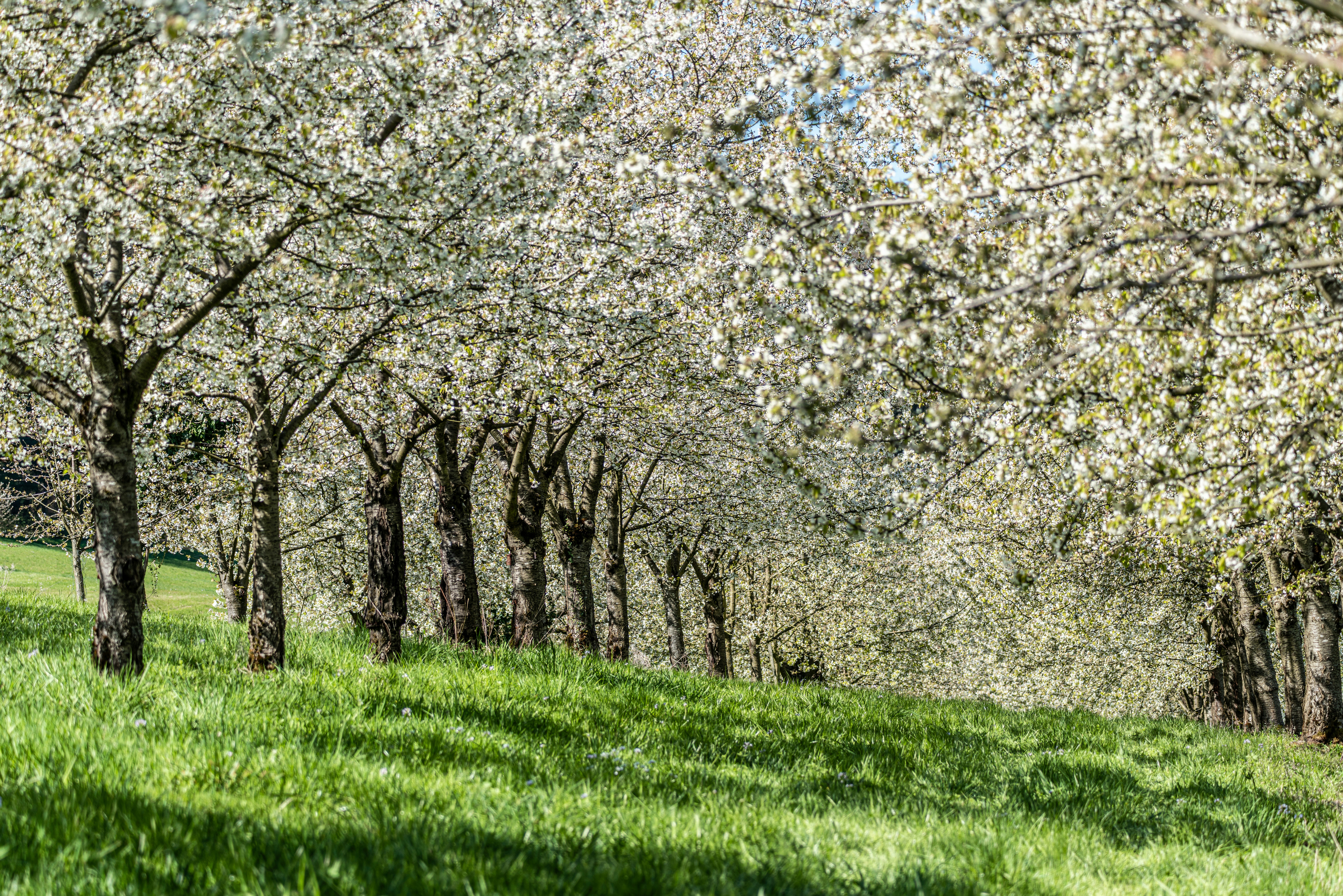Eine Reihe blühender Kirschbäume auf einem grasbewachsenen Feld.