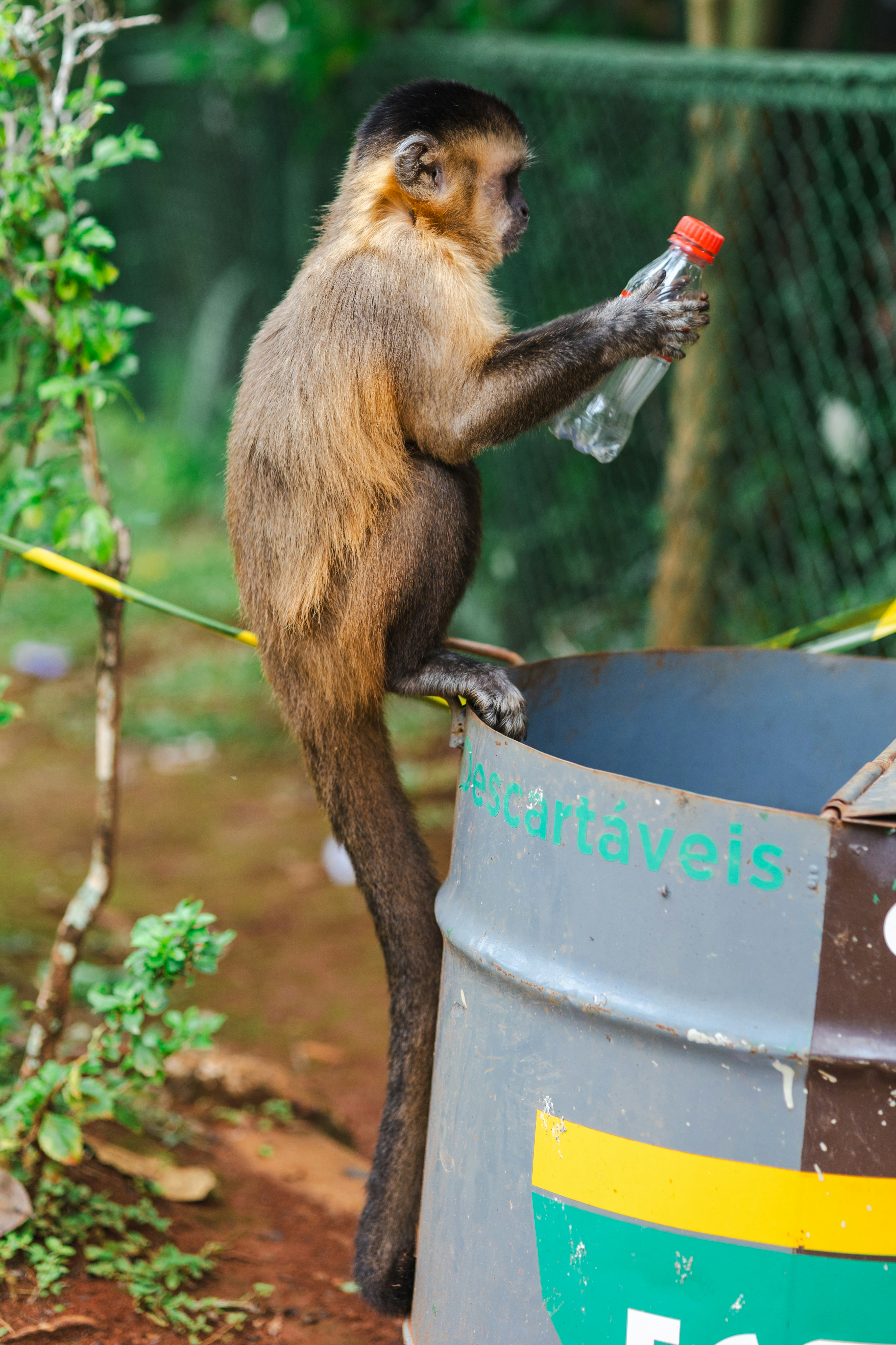 Monkey holding a plastic bottle near a trash can