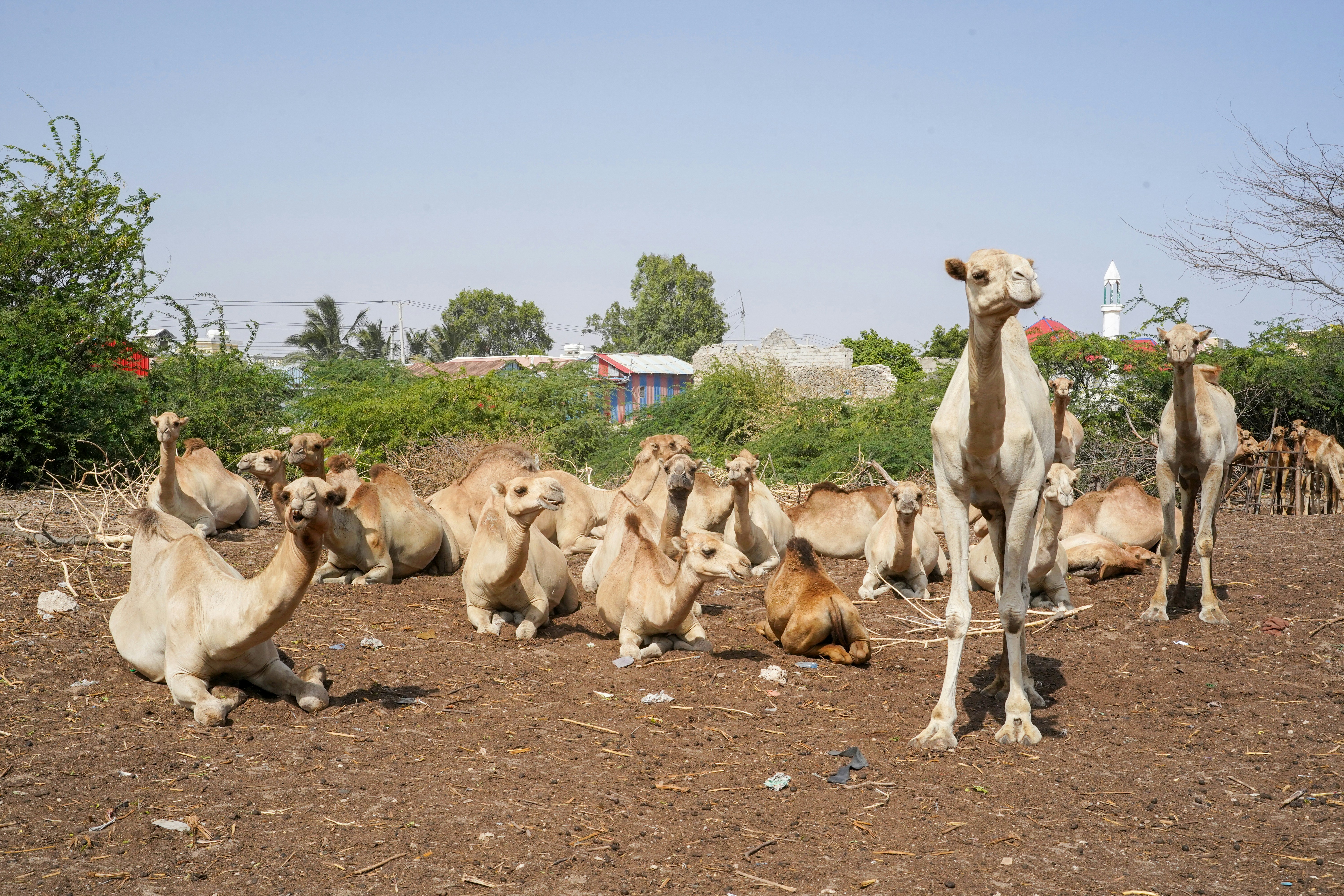 Examining climate shocks and currency resilience in a