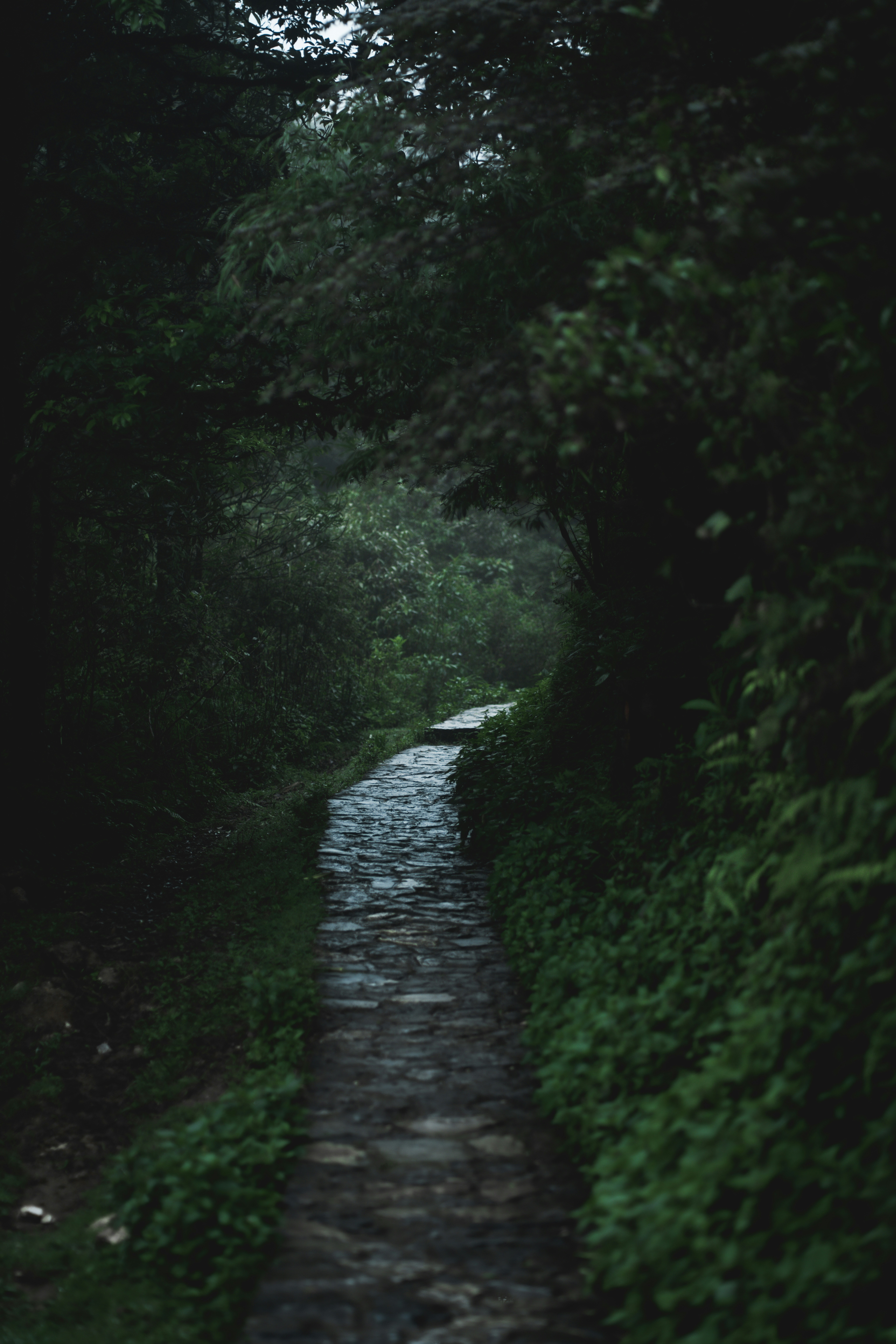 Caminho de pedra que leva por uma floresta escura e enevoada