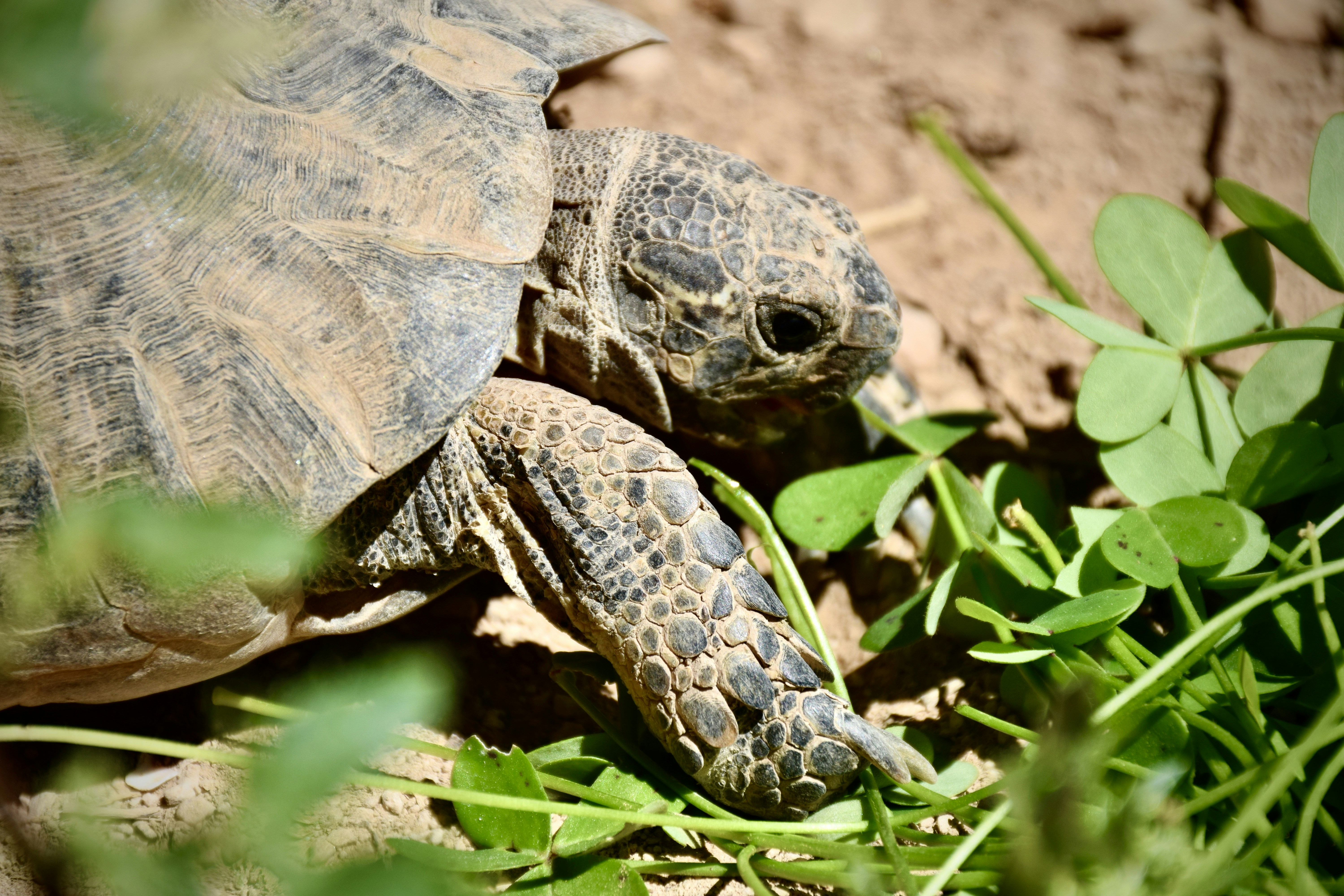 A tortoise eating green plants in the dirt