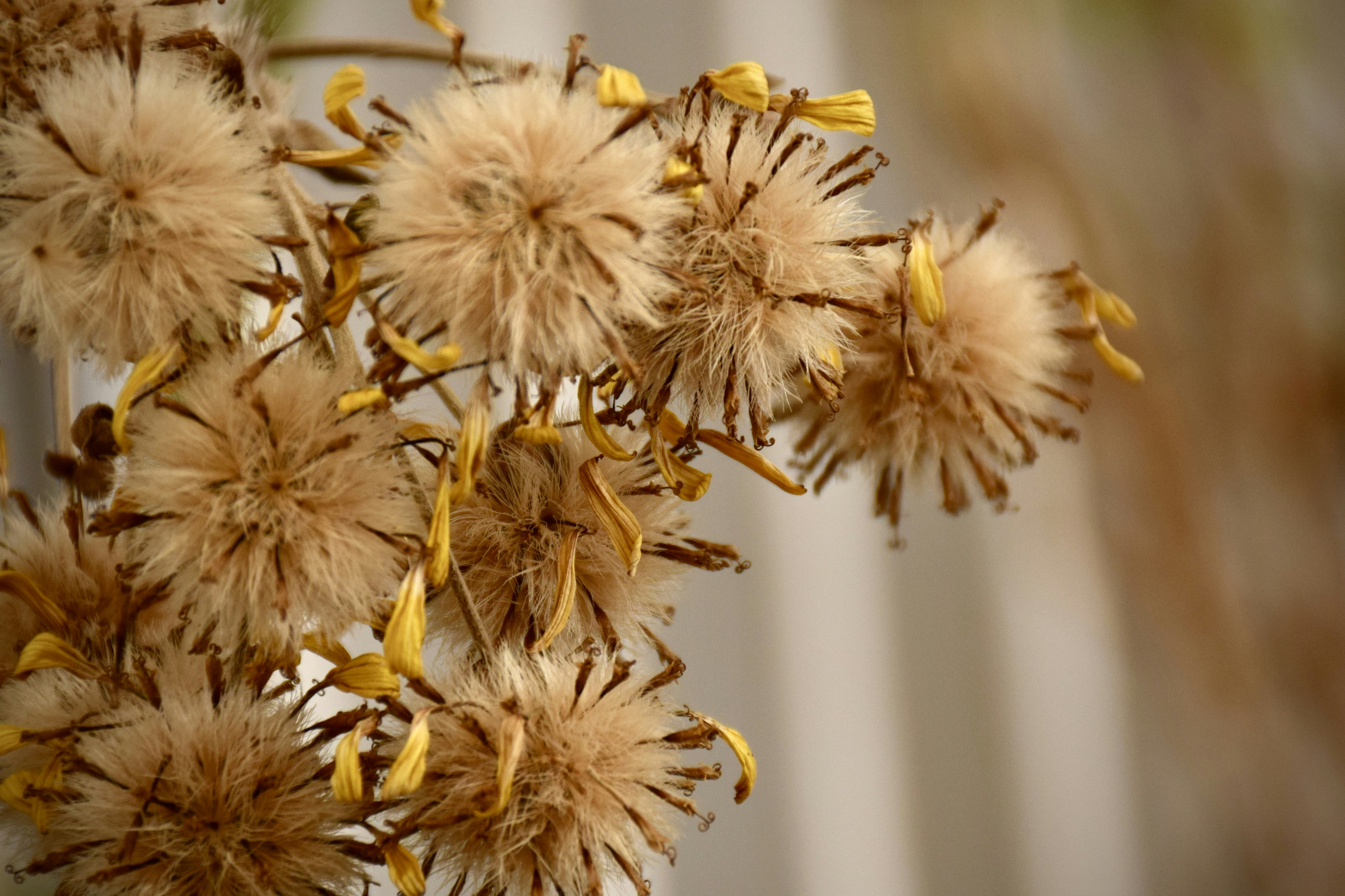 Dried fluffy seed heads with yellow accents