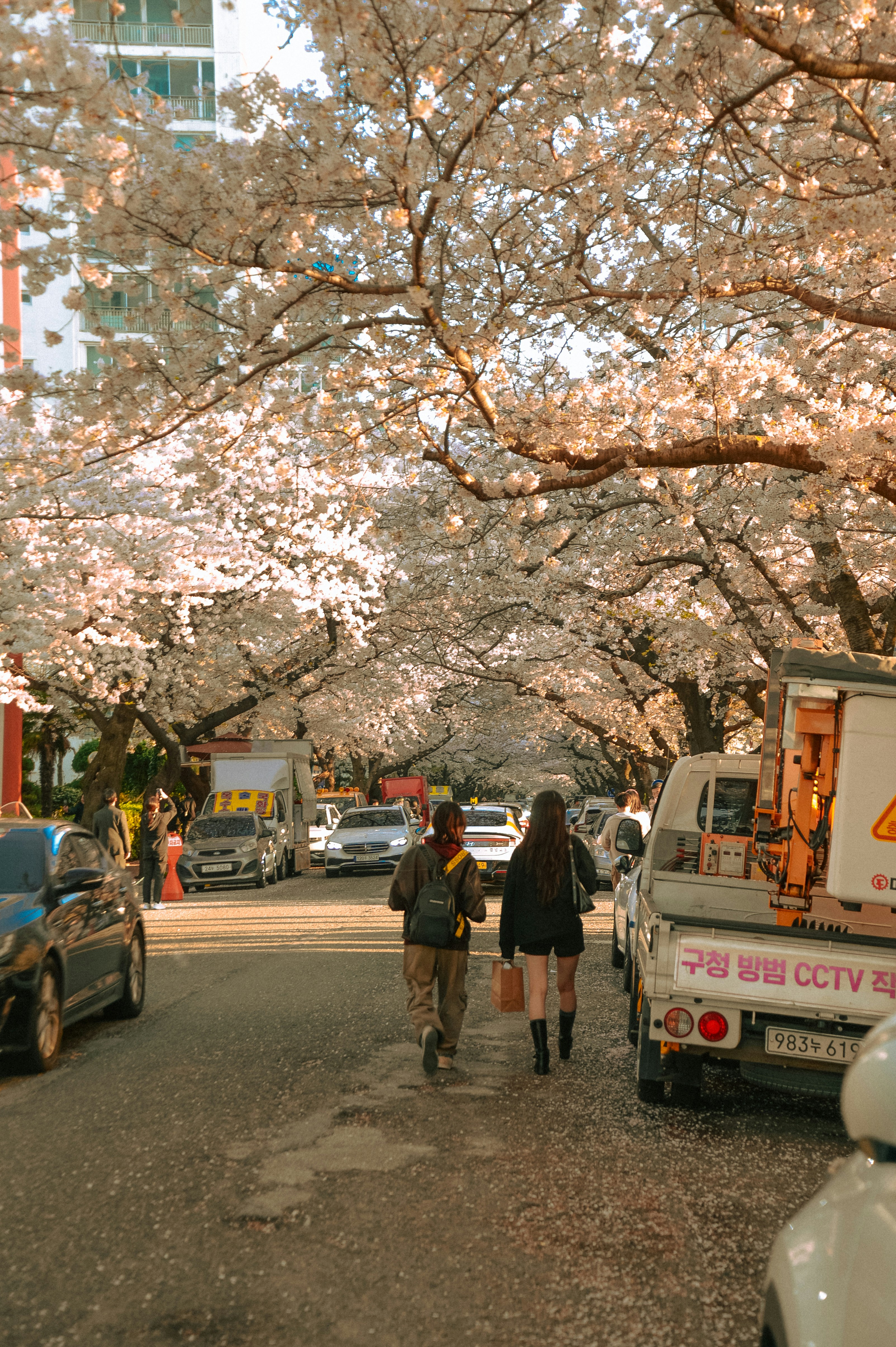 人々は通りの咲き誇る桜の木の下を歩いています。