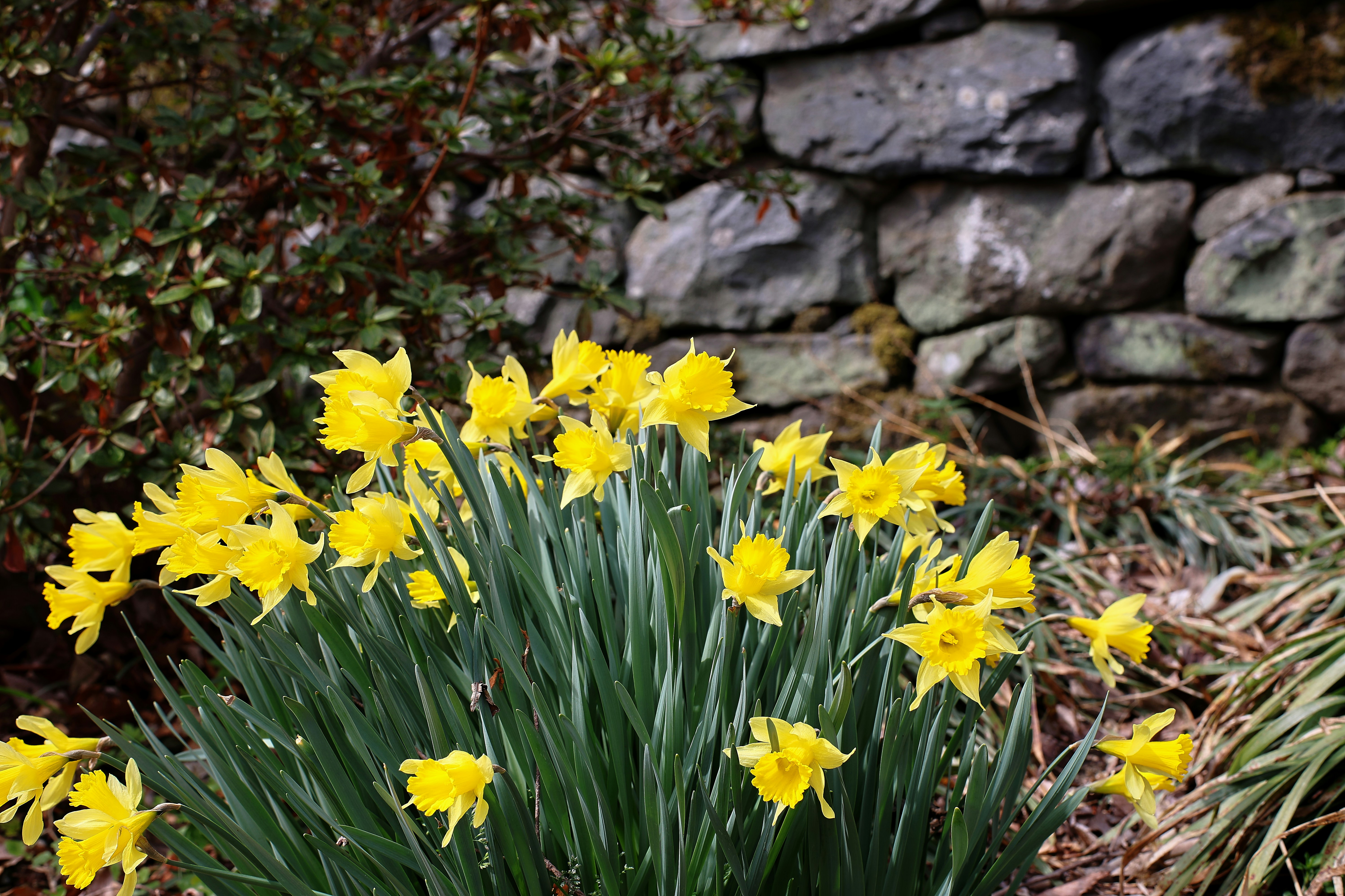 Yellow daffodils bloom in front of a stone wall.