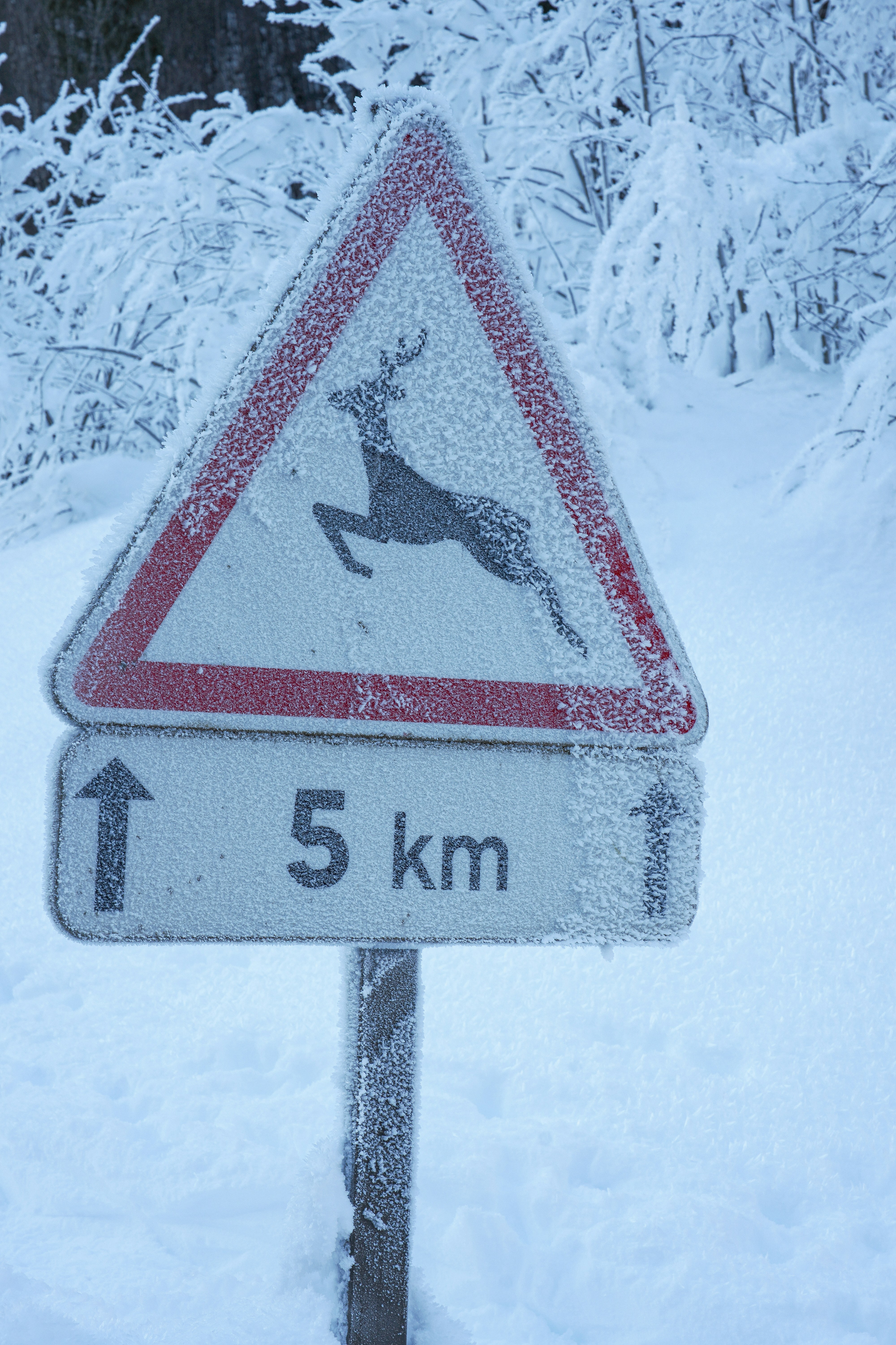 Deer crossing sign in snowy, icy forest