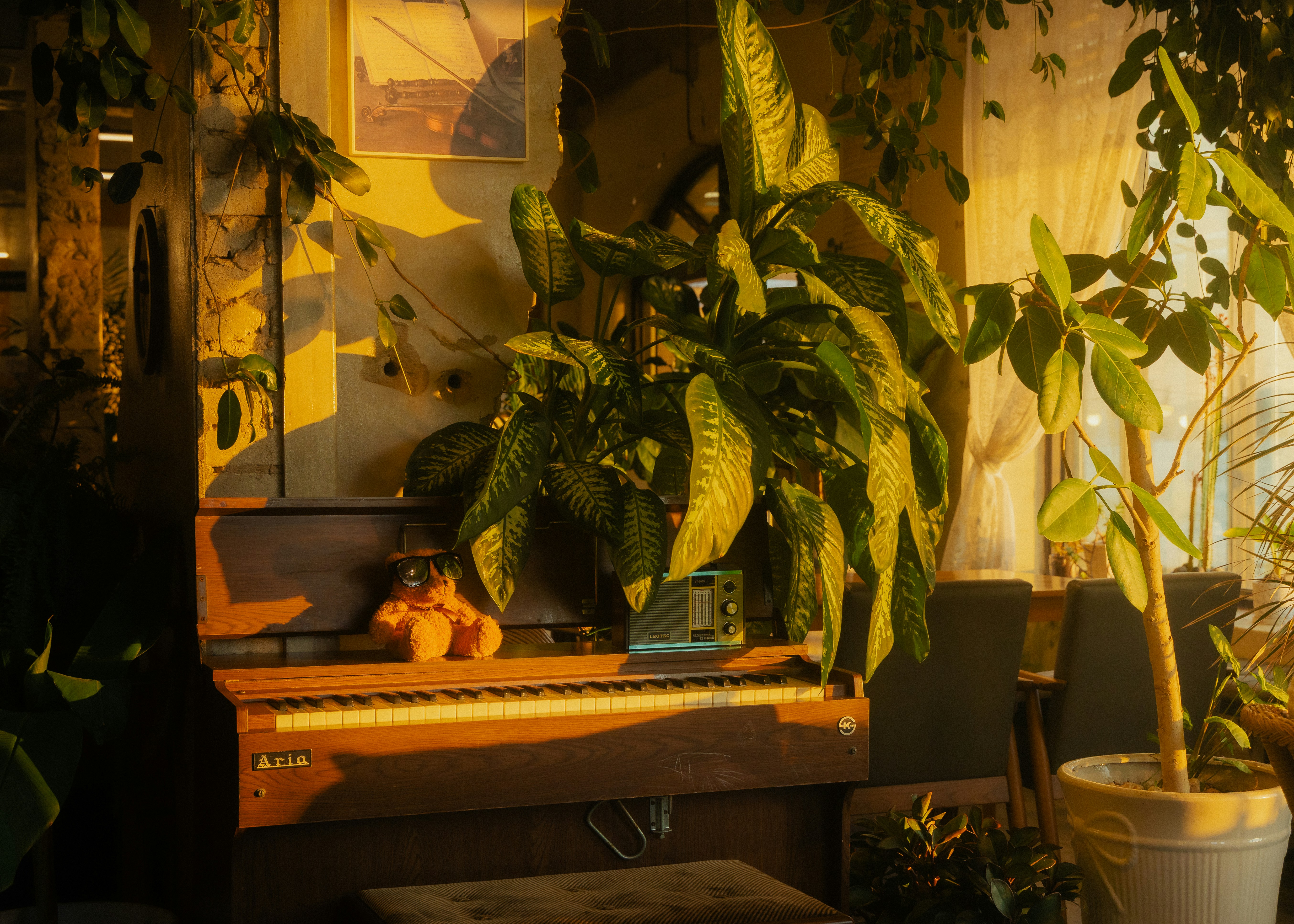 Sunlight illuminates a piano with potted plants.