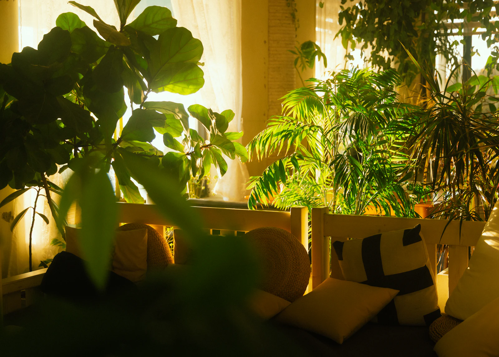 A calm sunlit room filled with healthy green plants