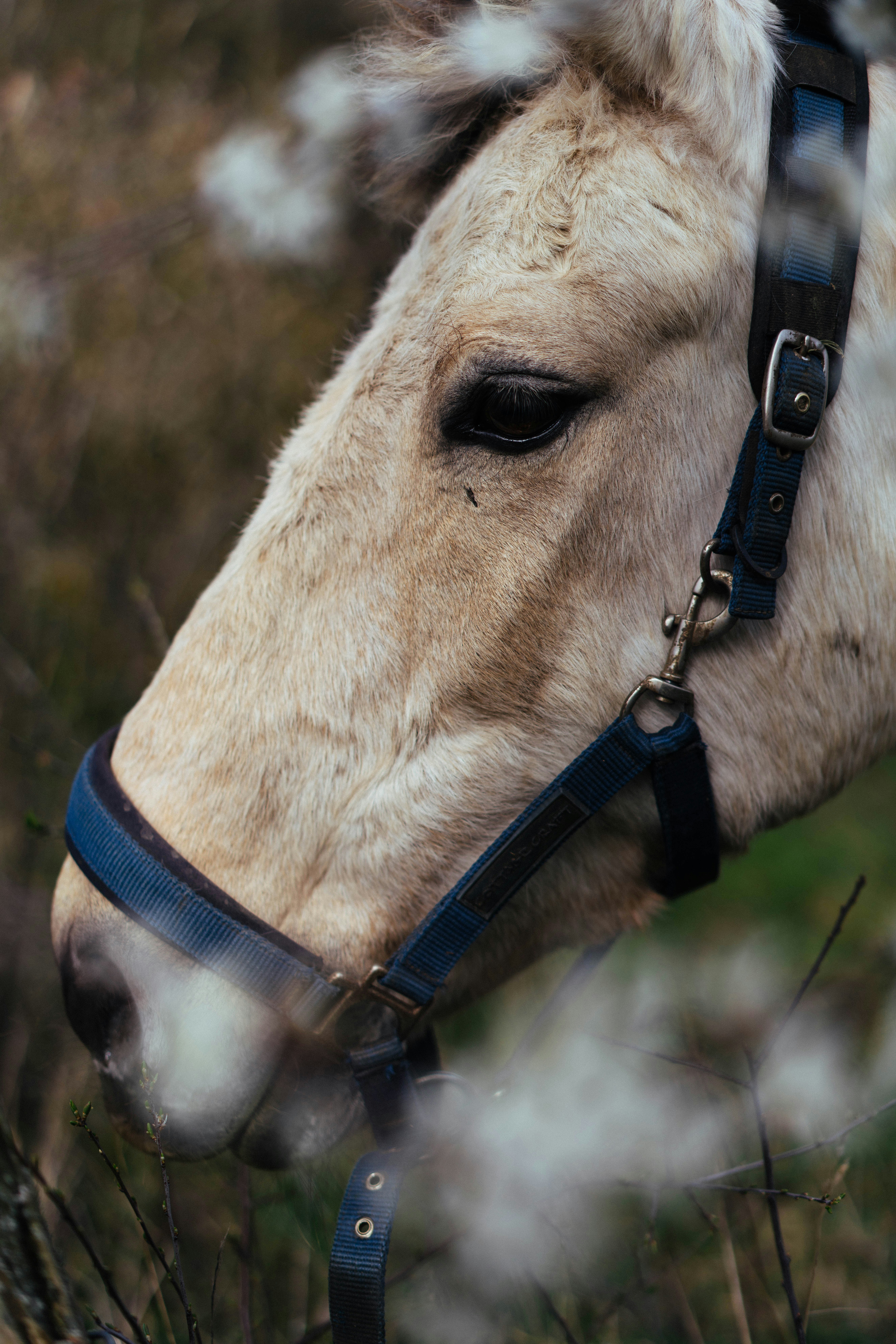 Primo piano della testa di un cavallo con un capezzano blu