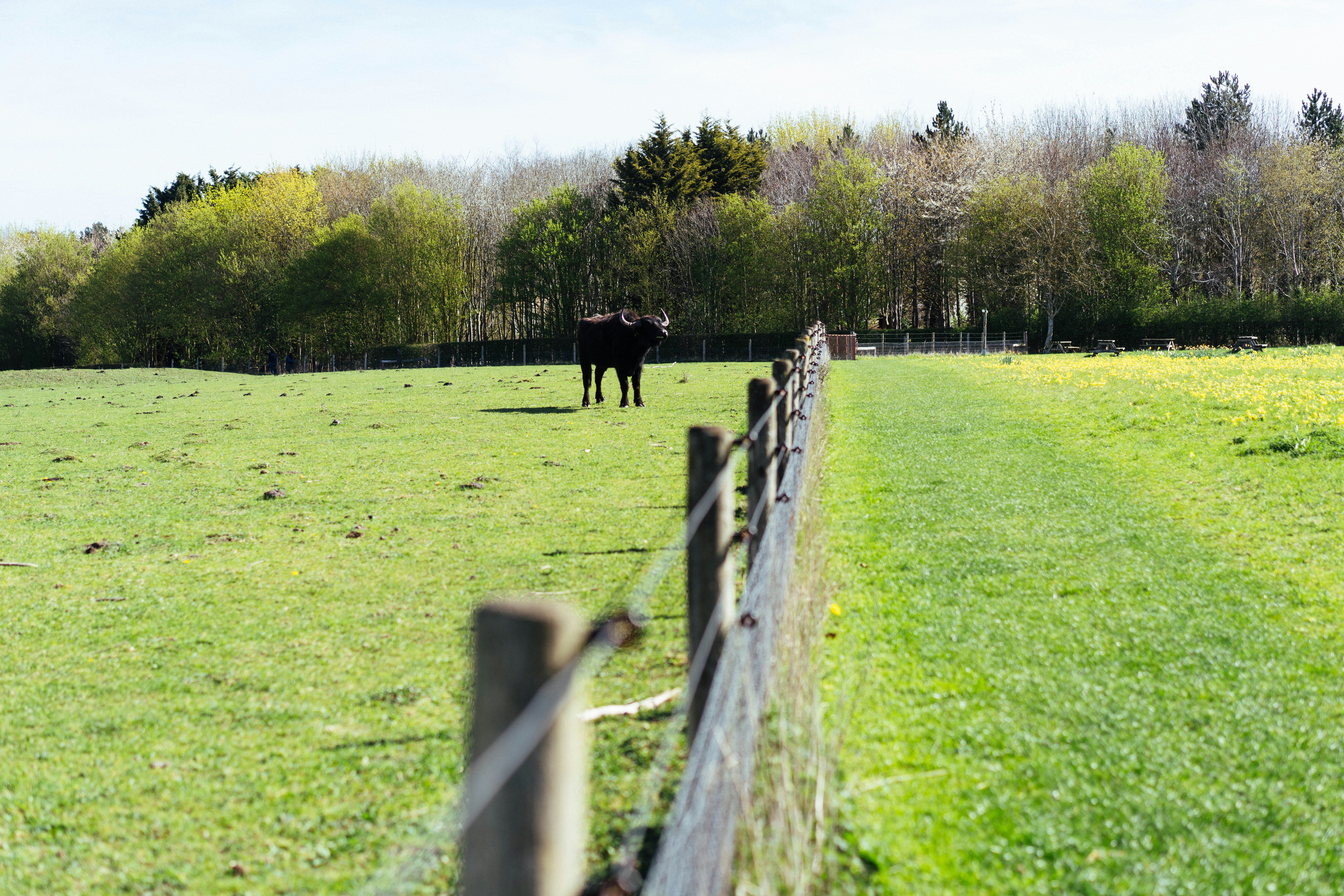 Ein einzelnes Pferd grast auf einem sonnenbeschienenen grünen Feld.