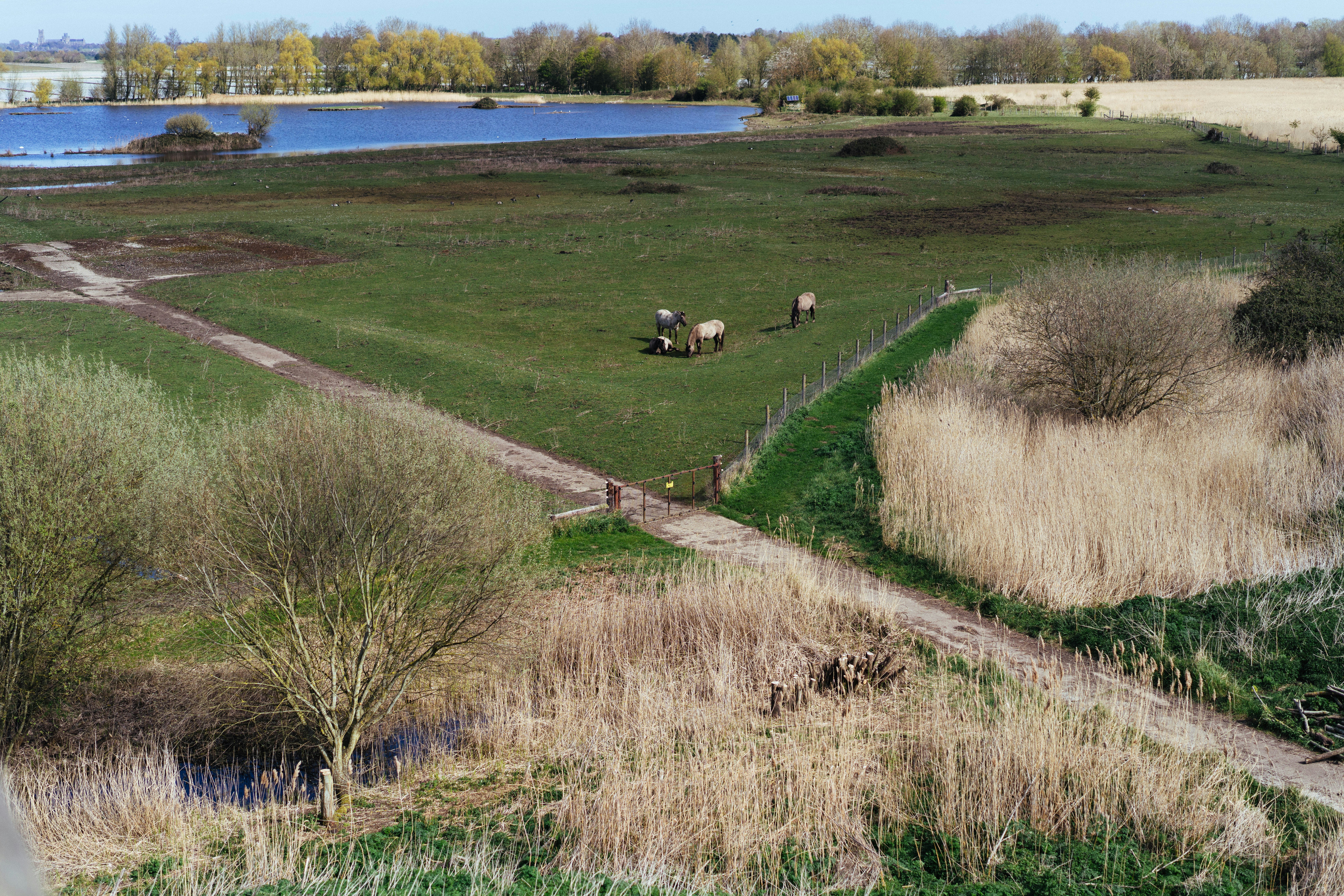 Burches Run Wildlife Management Area