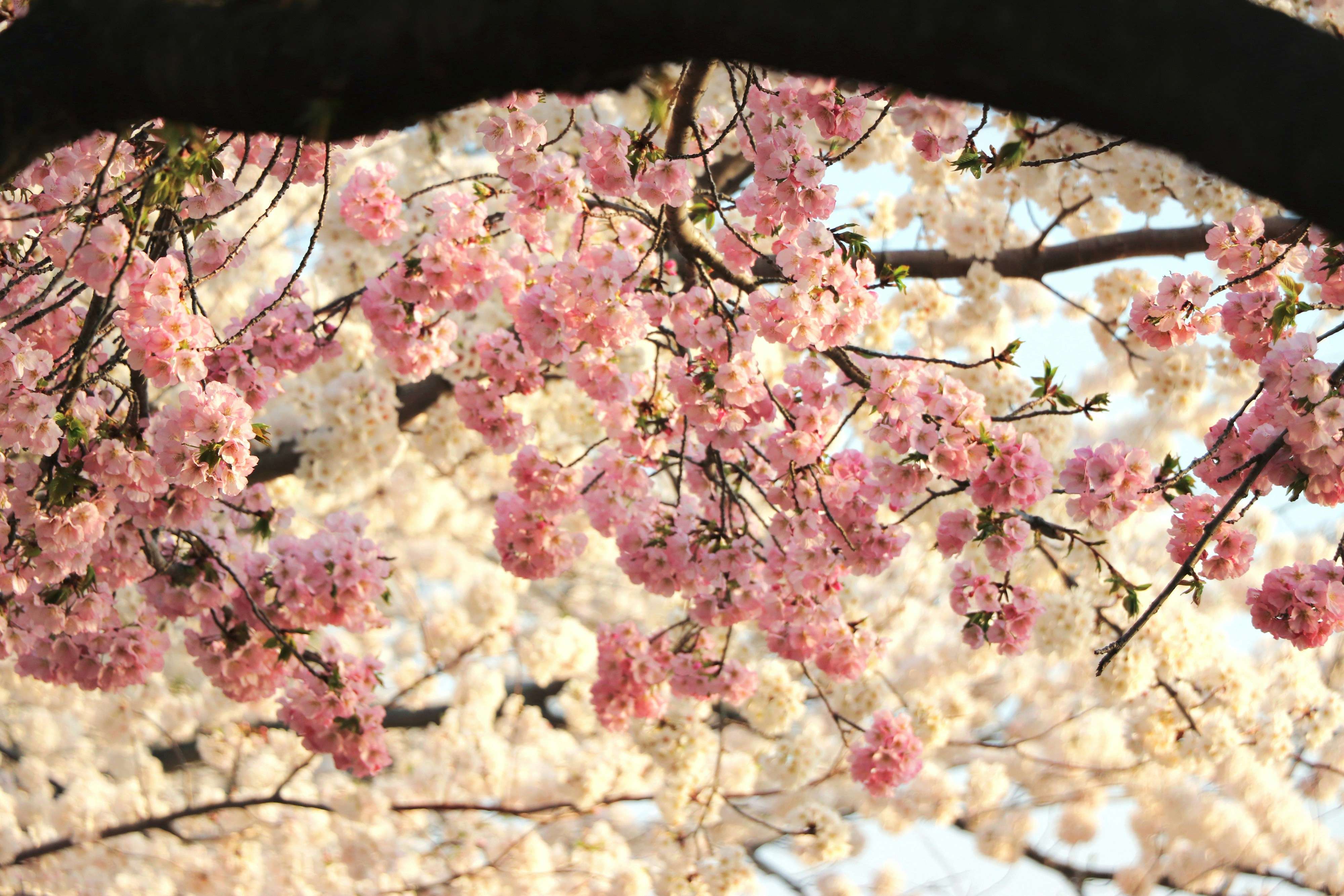 Cerezos rosas y blancos en las ramas de los árboles.