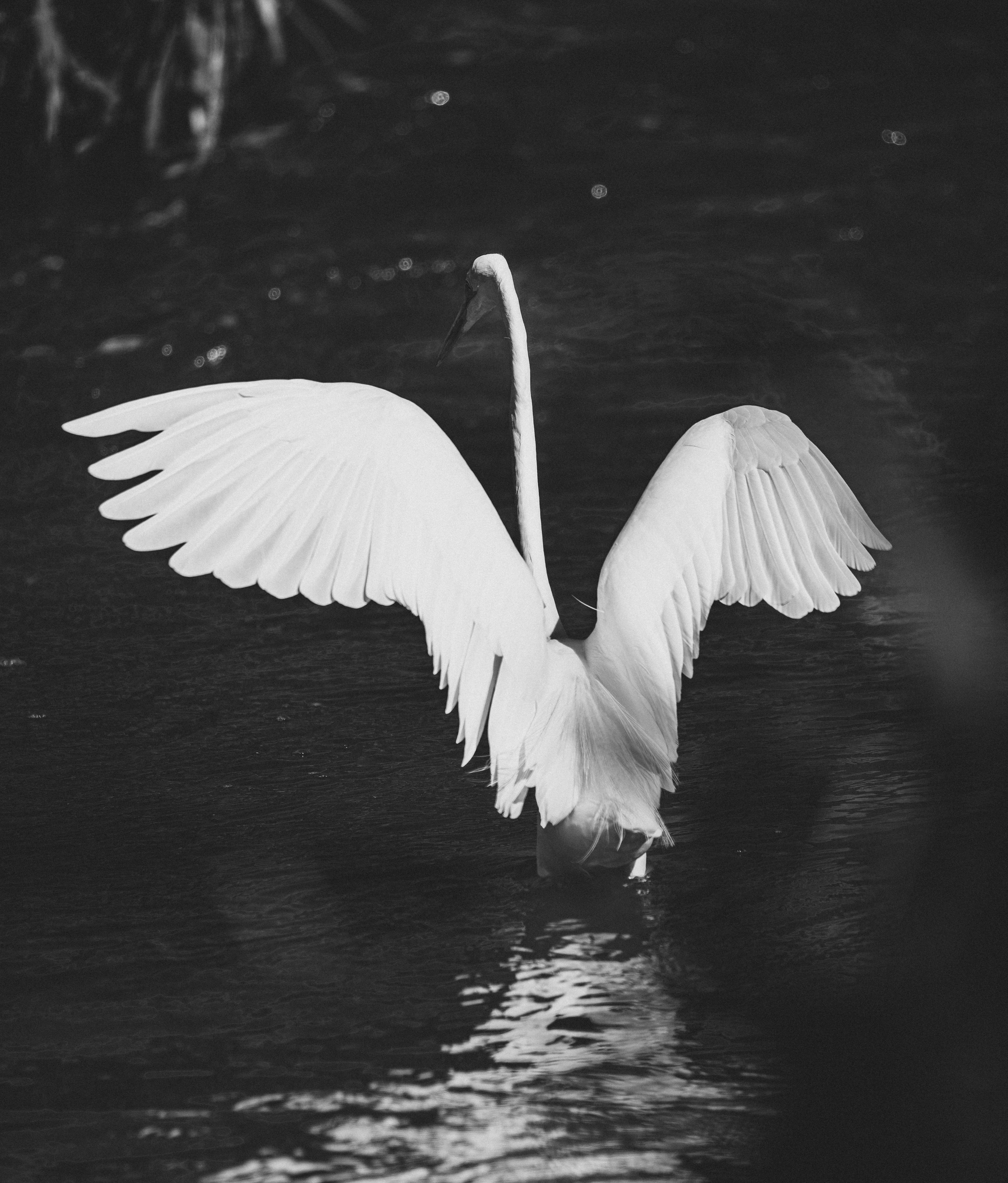Una garza blanca con alas extendidas, de pie en el agua