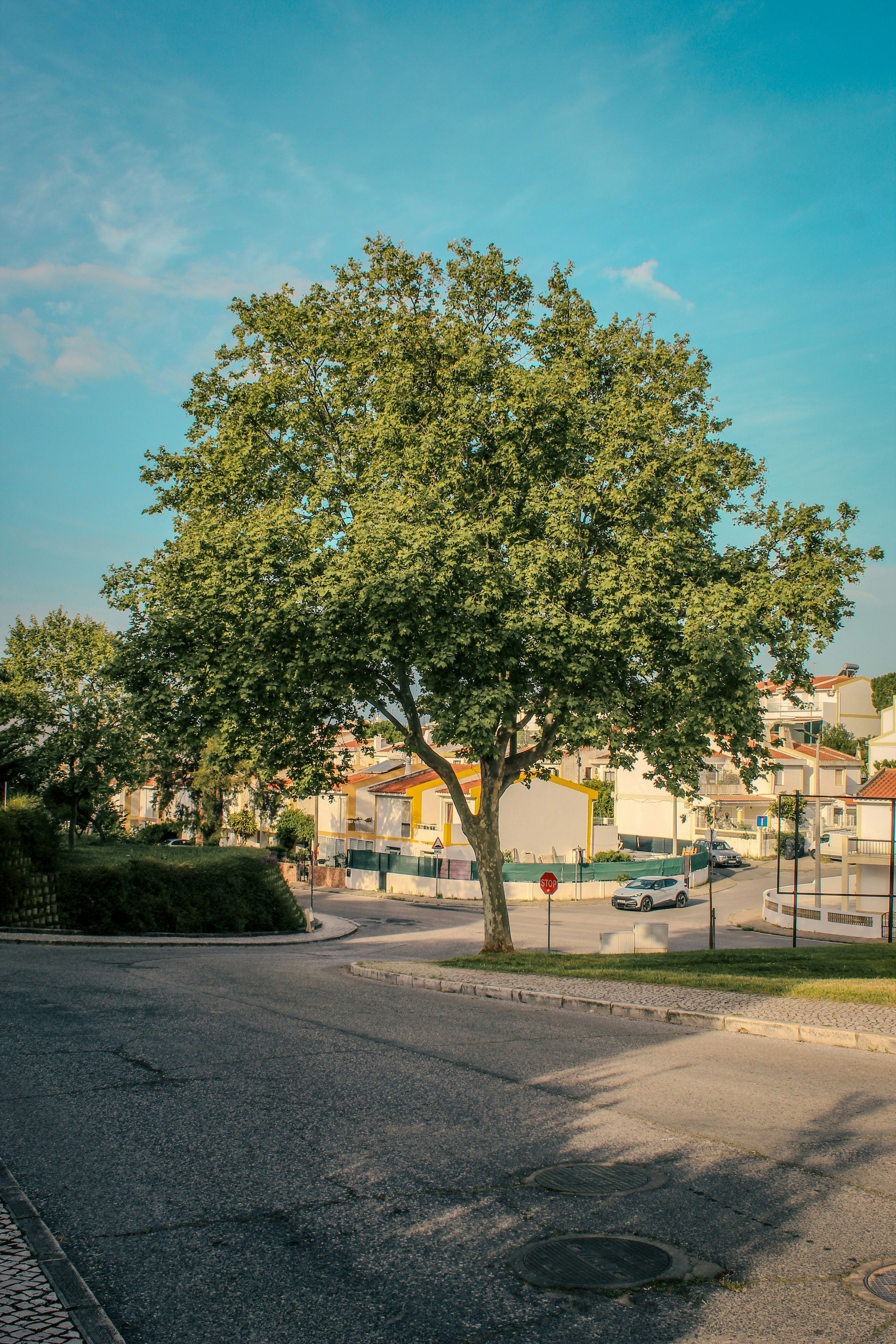 Large shade tree in a suburban Hendersonville, TN neighborhood