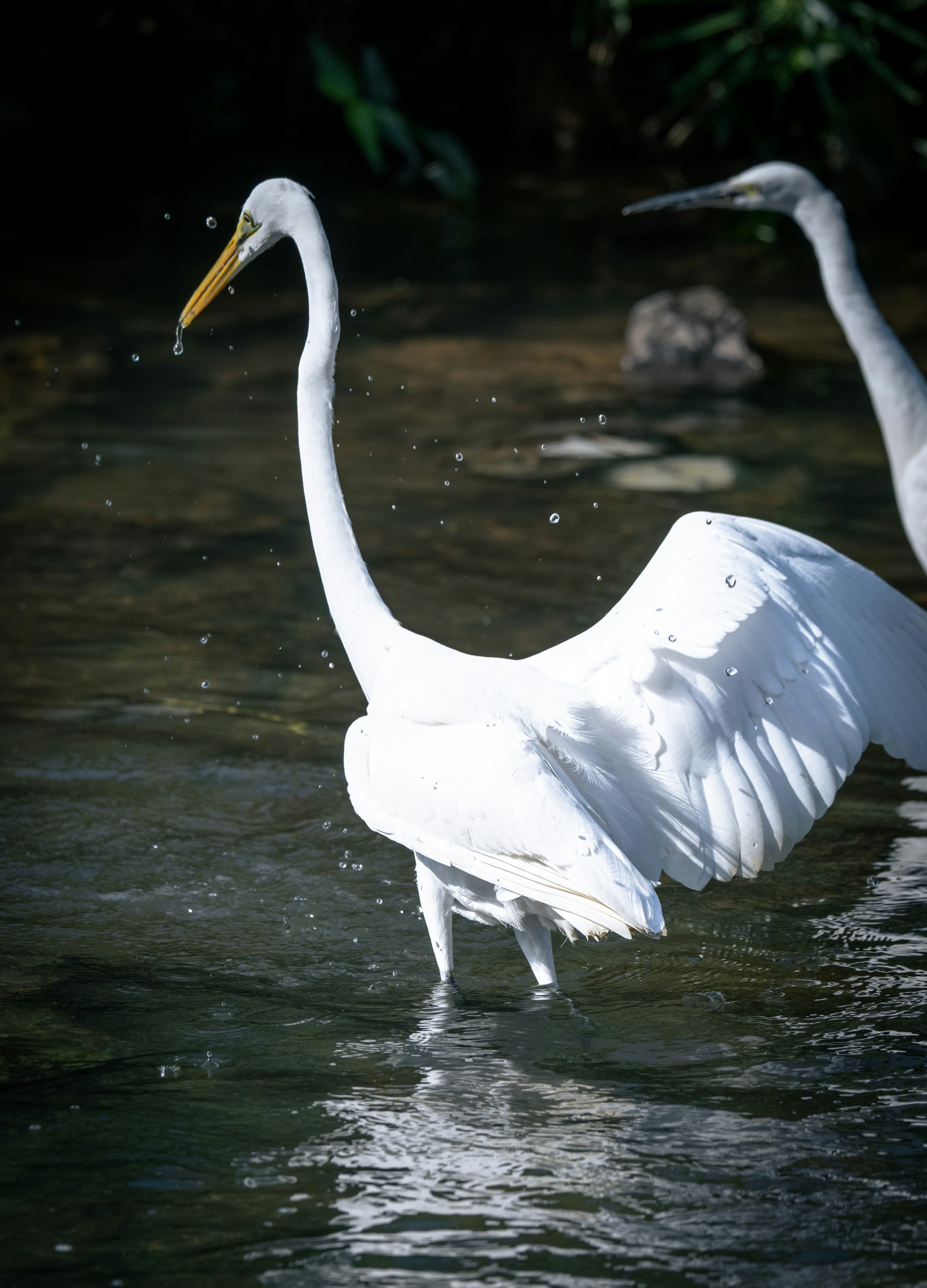 Dos garzas blancas de pie en aguas poco profundas