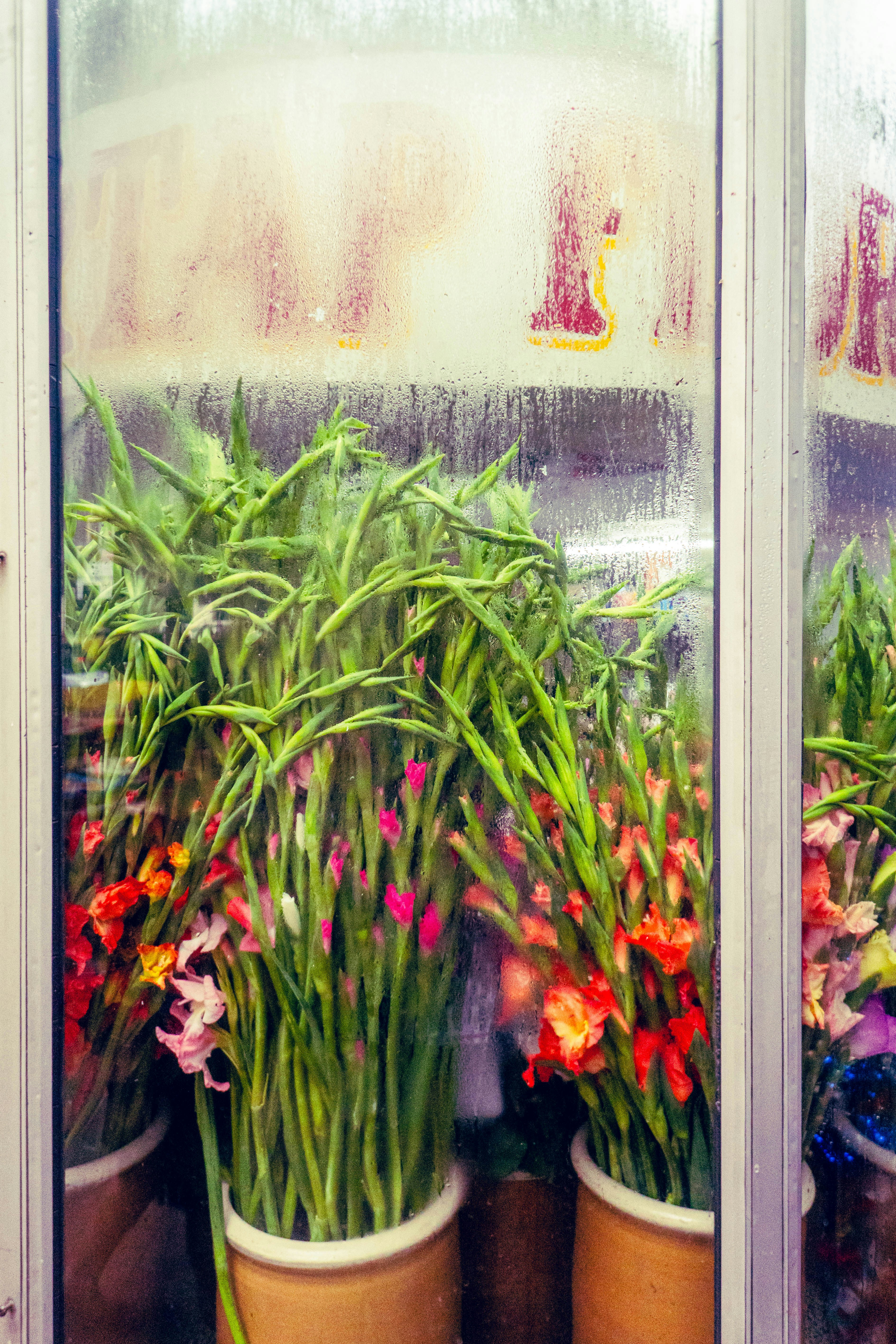 Ramos de flores de gladiolo en macetas detrás de una ventana empañada