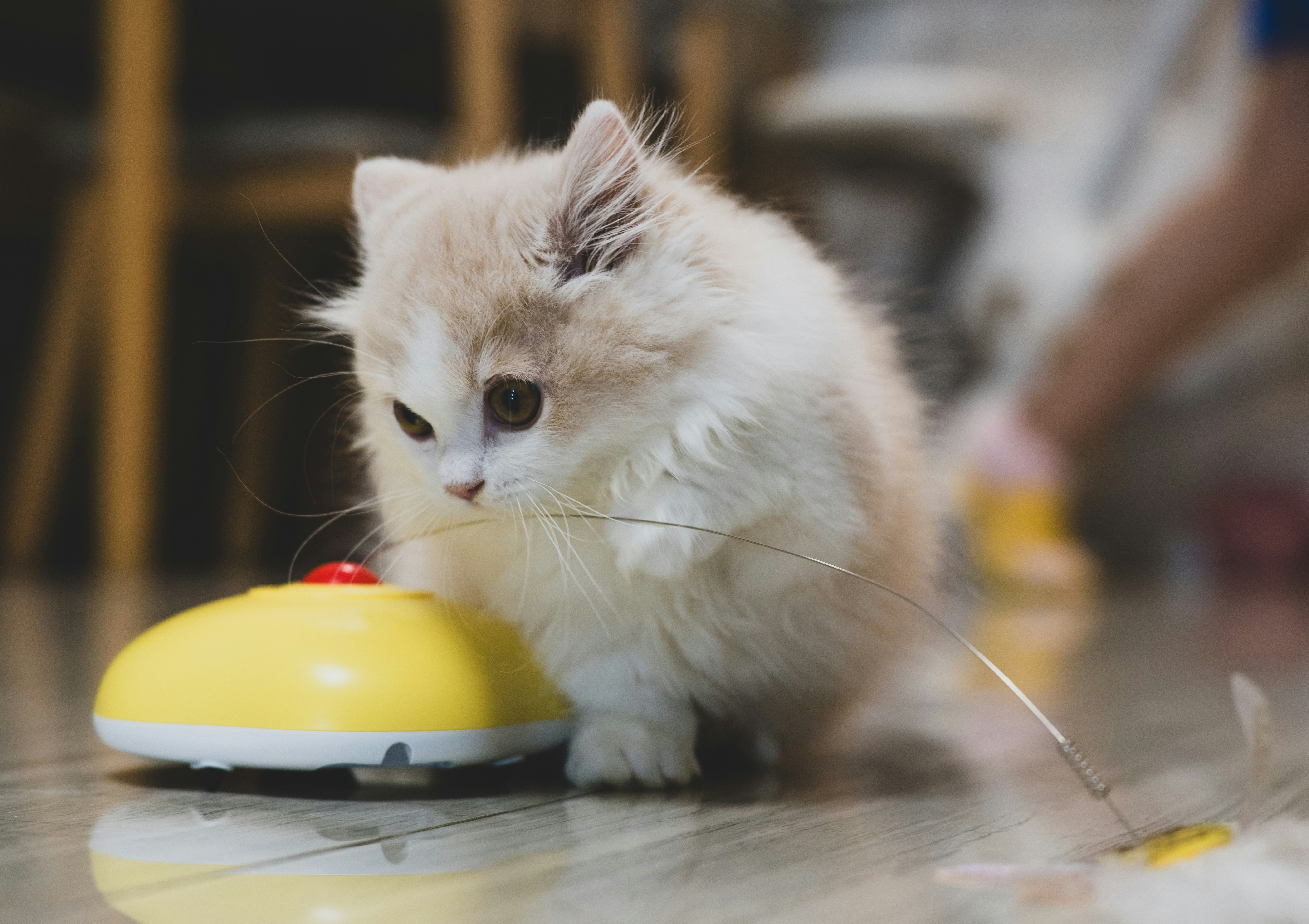 おもちゃで遊ぶ室内猫