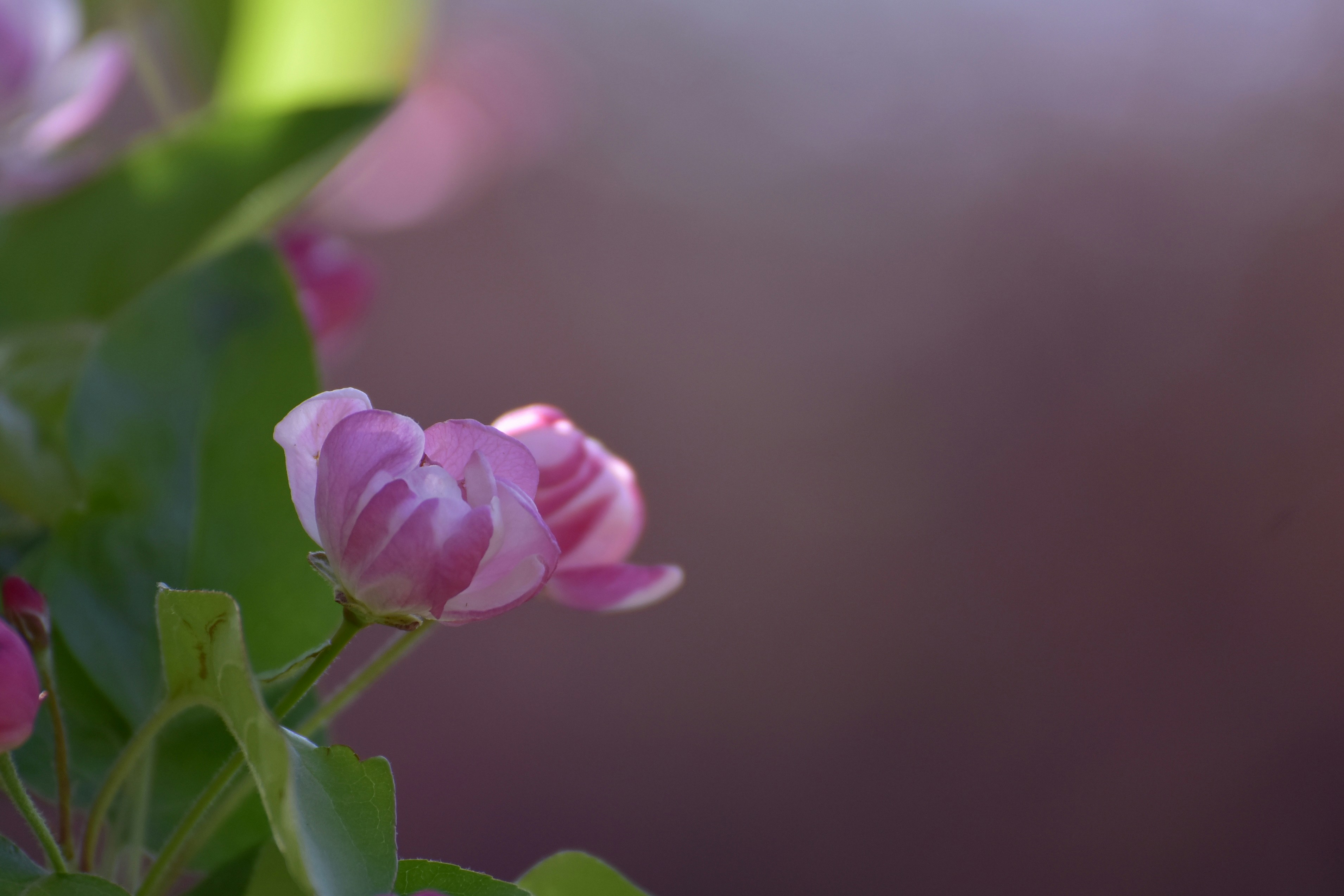 Des boutons floraux roses délicats sur une branche.