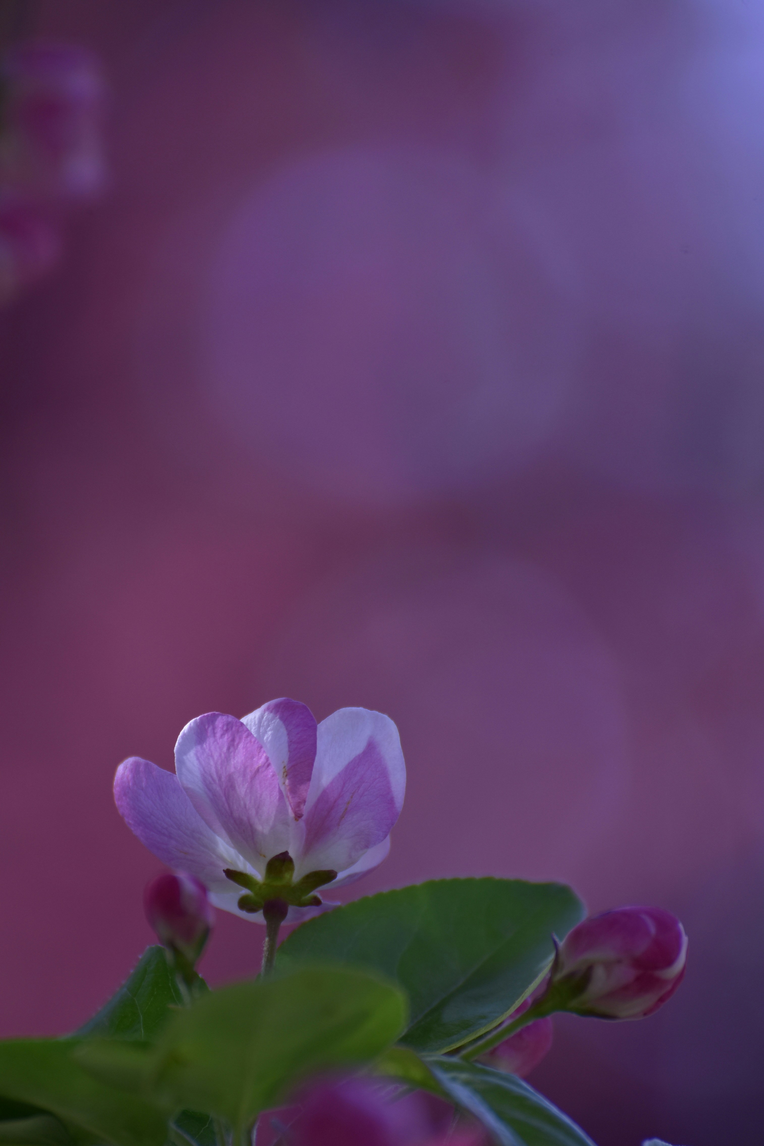 Gros plan d’un délicat bouton floral rose et blanc.