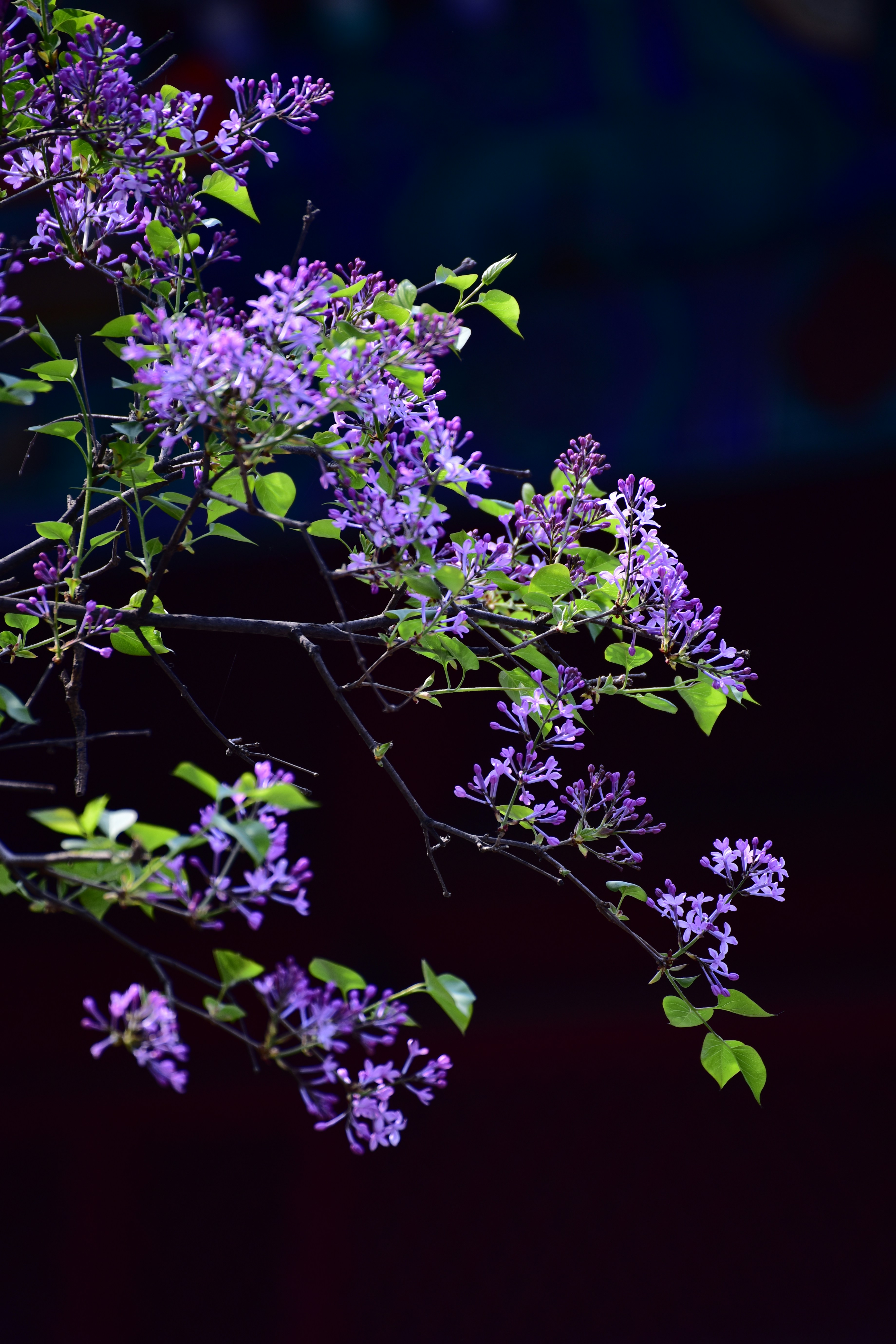 Photo by gabrielxu