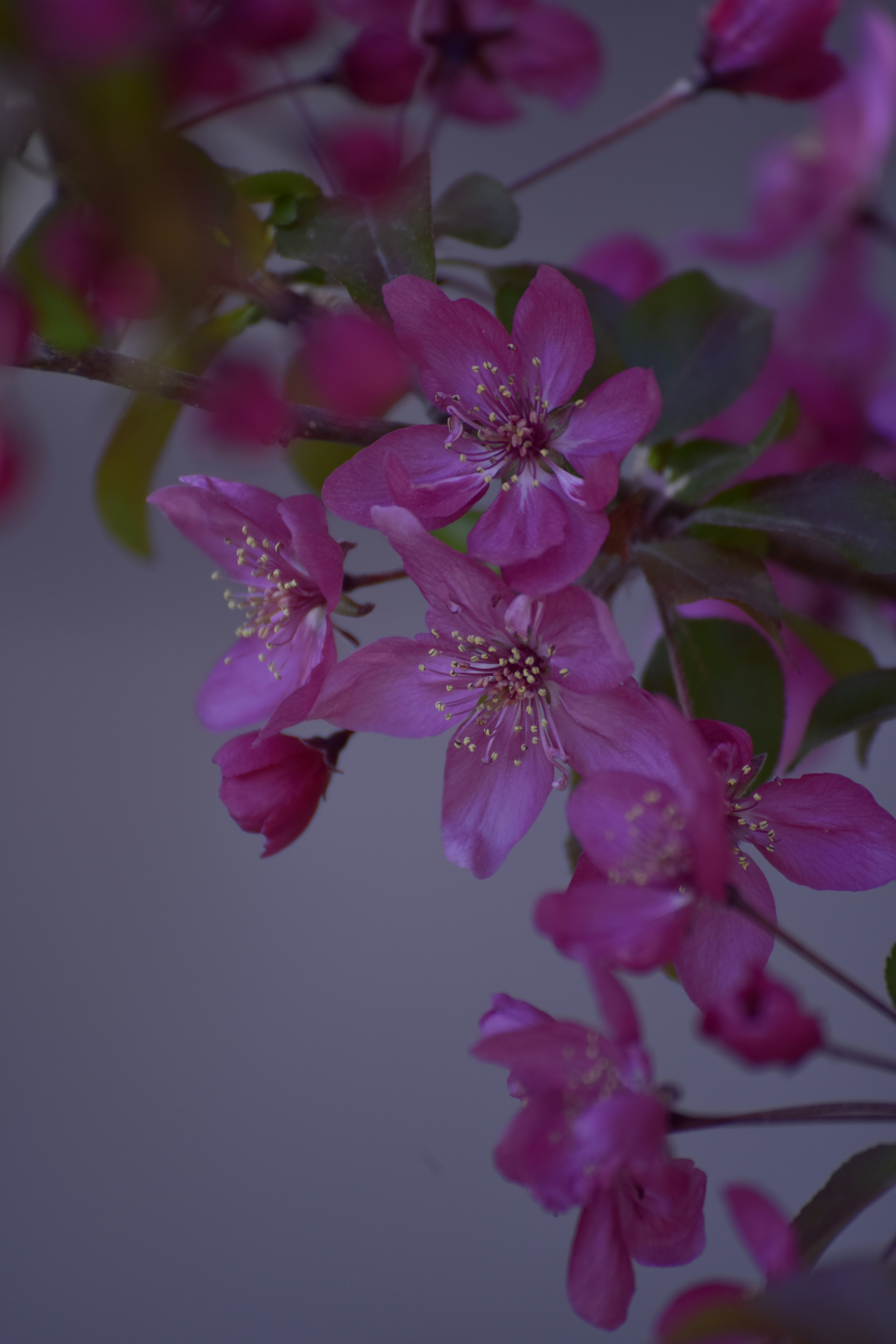 Gros plan de cerisiers roses sur une branche