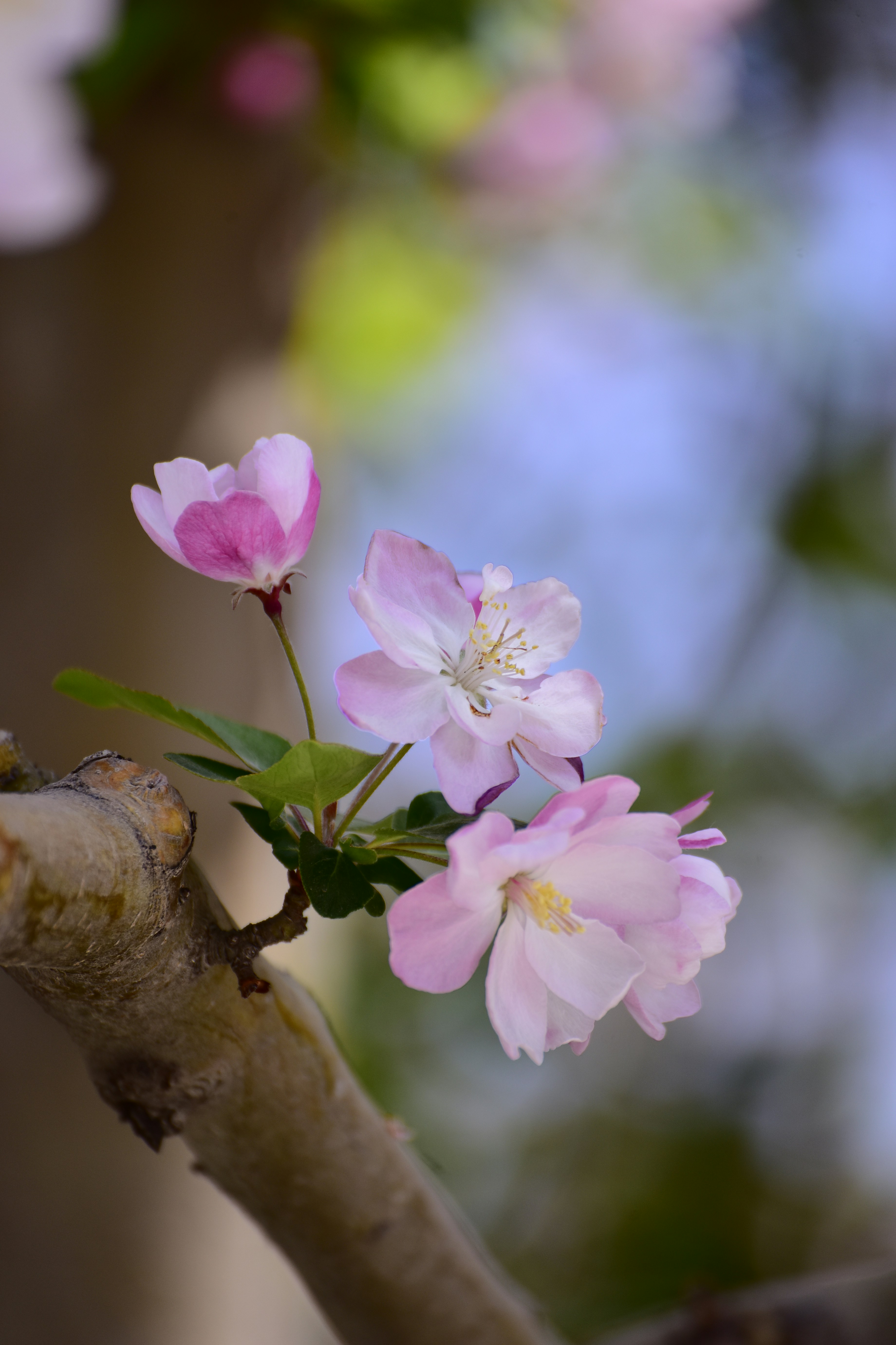 De délicates fleurs roses sur une branche d’arbre.