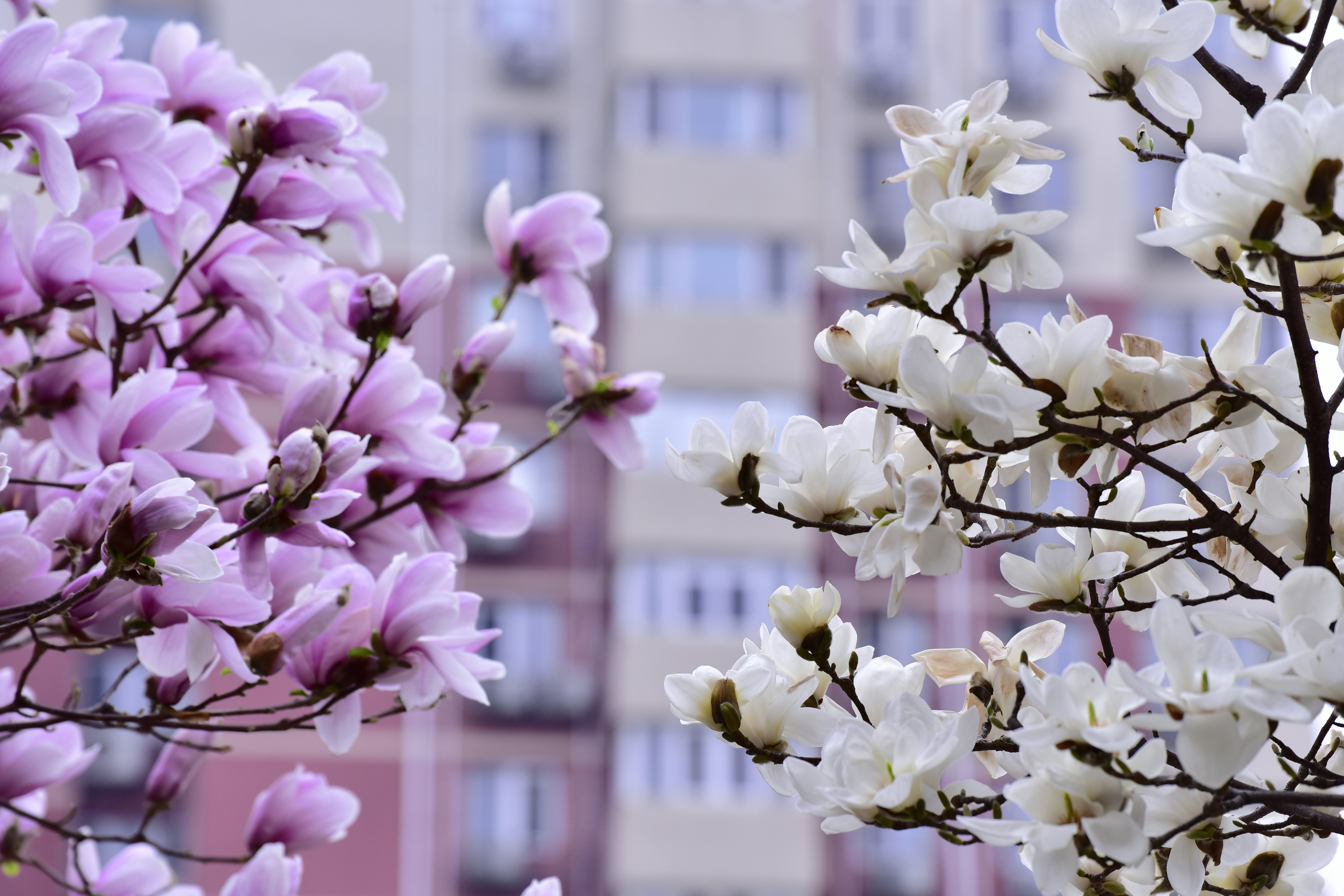 Des magnolias roses et blancs fleurissent devant le bâtiment
