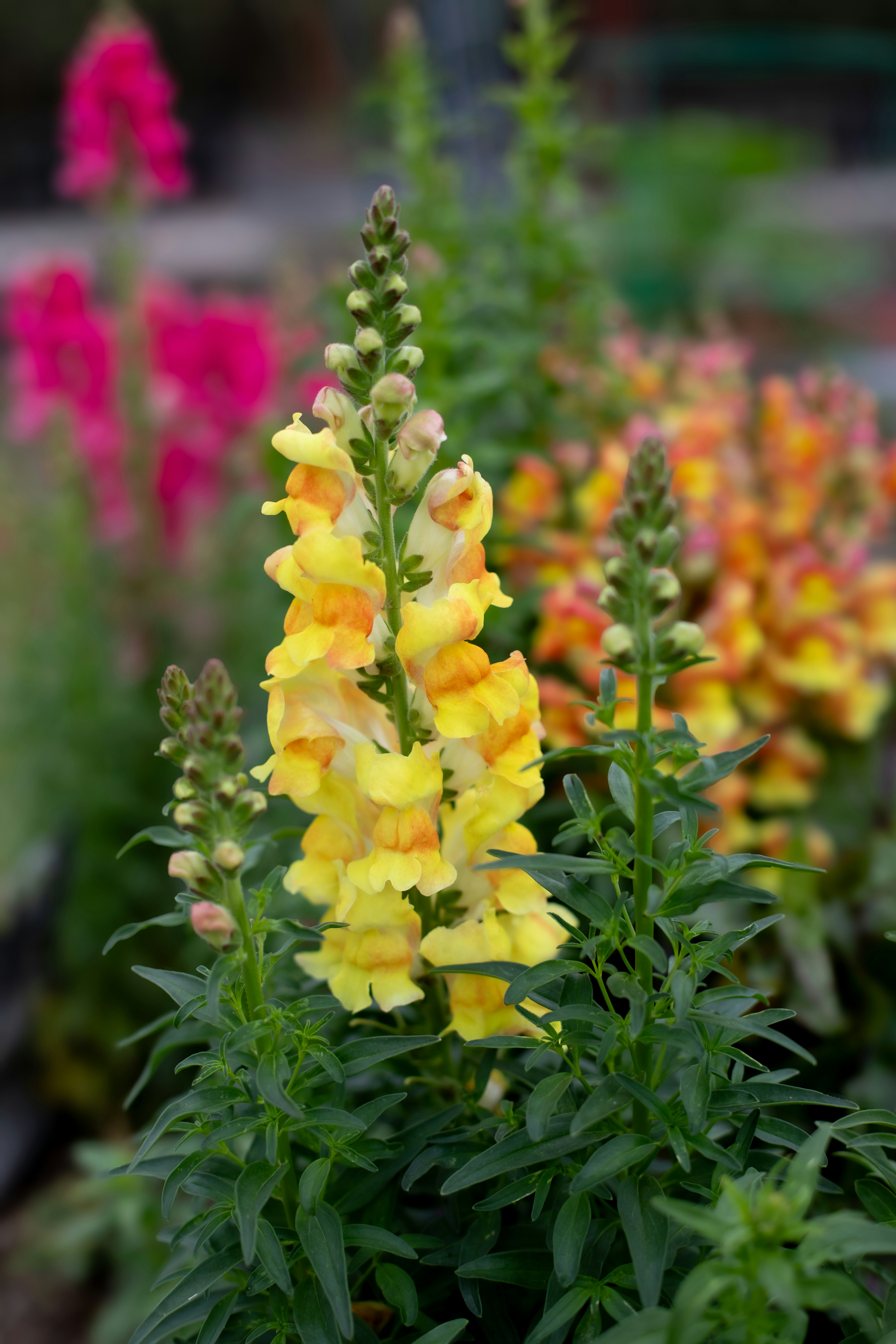 Yellow snapdragon flowers blooming in a garden.