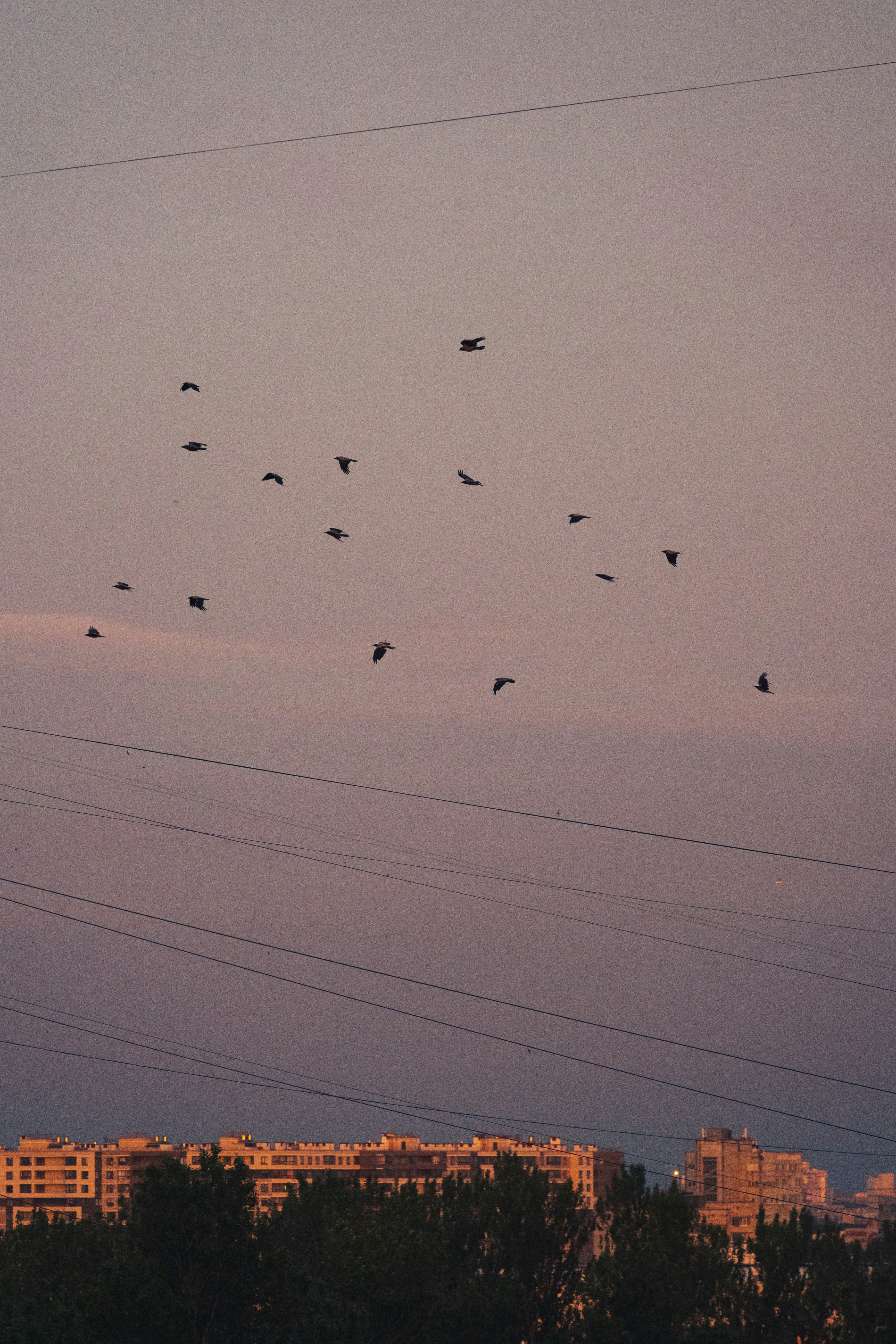 Flock of birds flying in the pastel sky over buildings.
