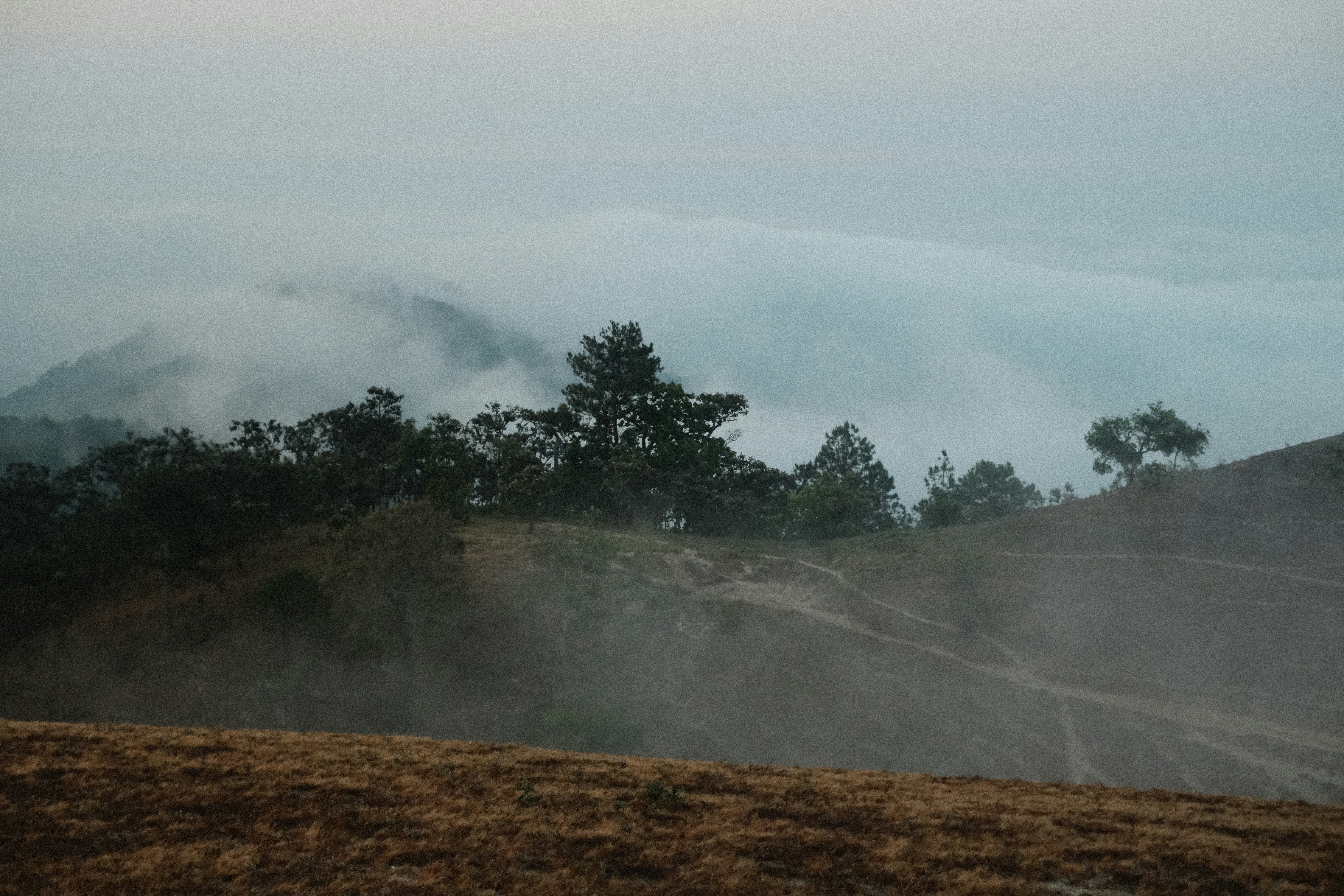 Misty forest landscape with rolling hills and trees